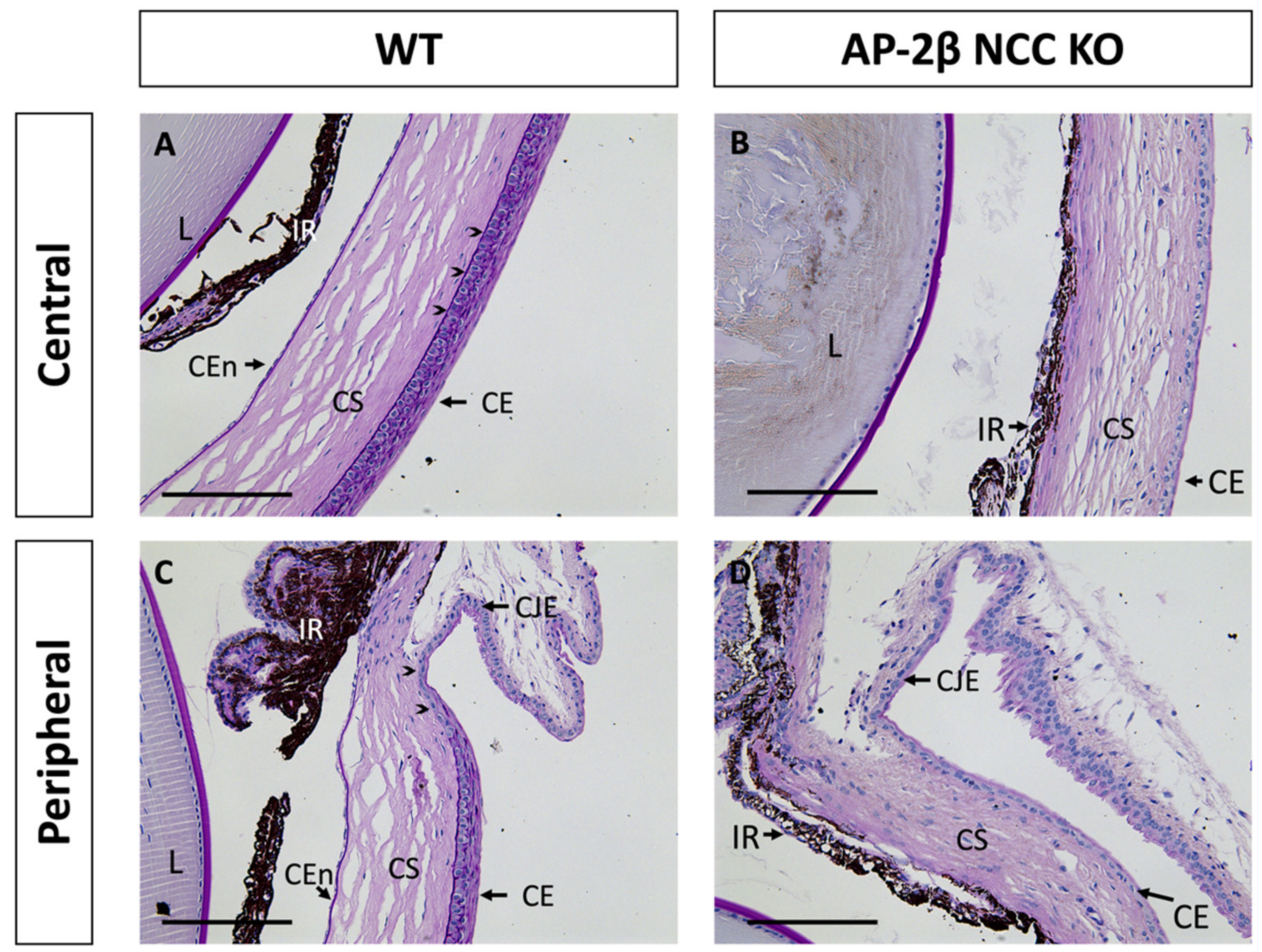 Ijms 22 08730 g001 Ijms 22 08730 g001
