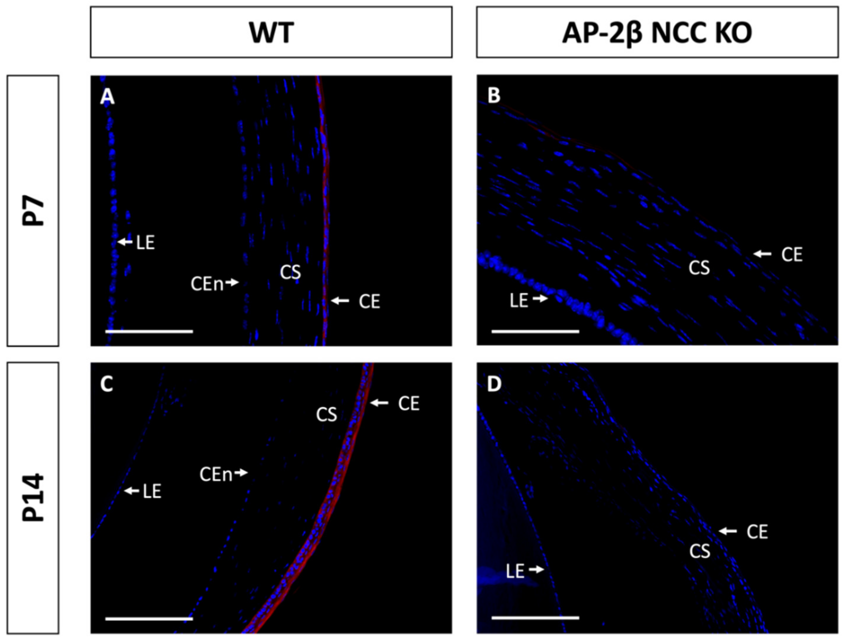 Ijms 22 08730 g003 Ijms 22 08730 g003