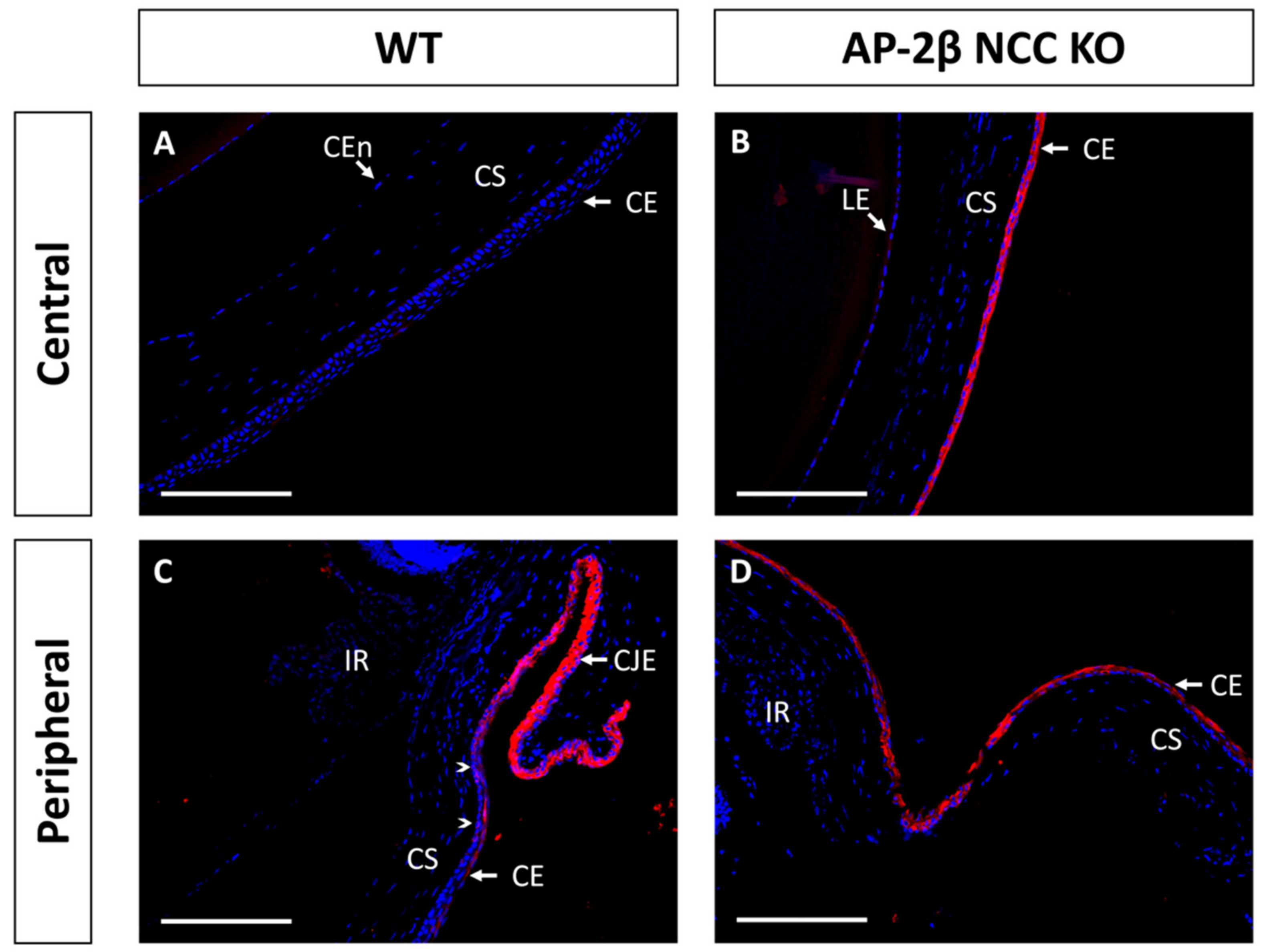 Ijms 22 08730 g004 Ijms 22 08730 g004