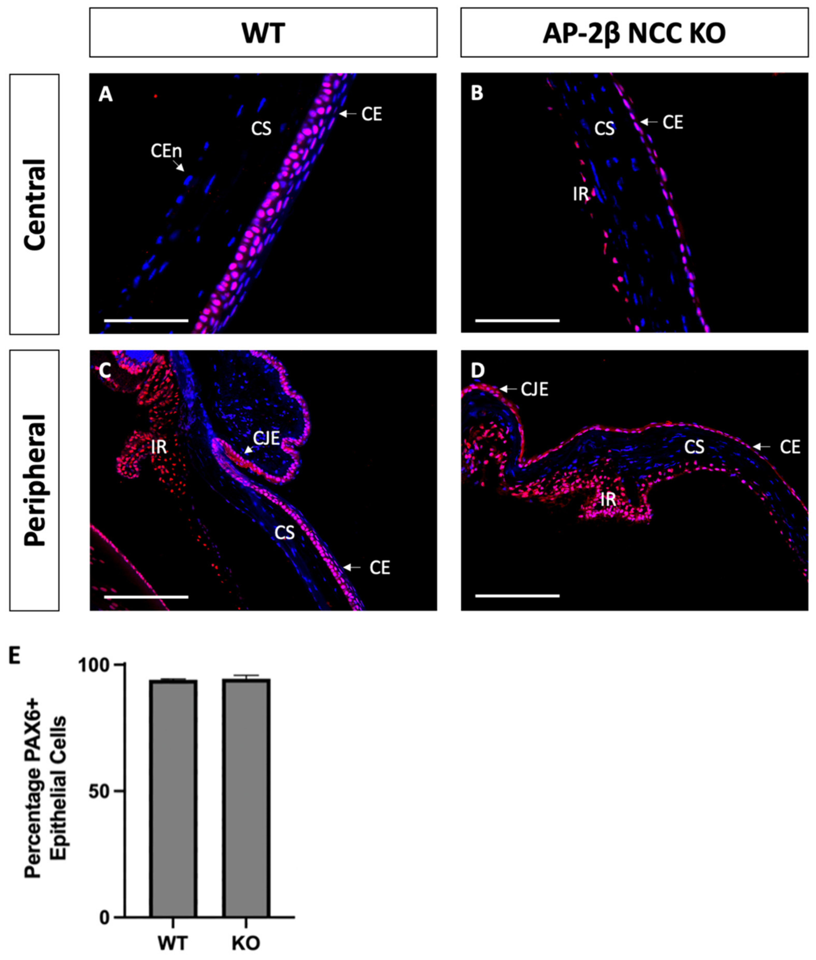 Ijms 22 08730 g006 Ijms 22 08730 g006