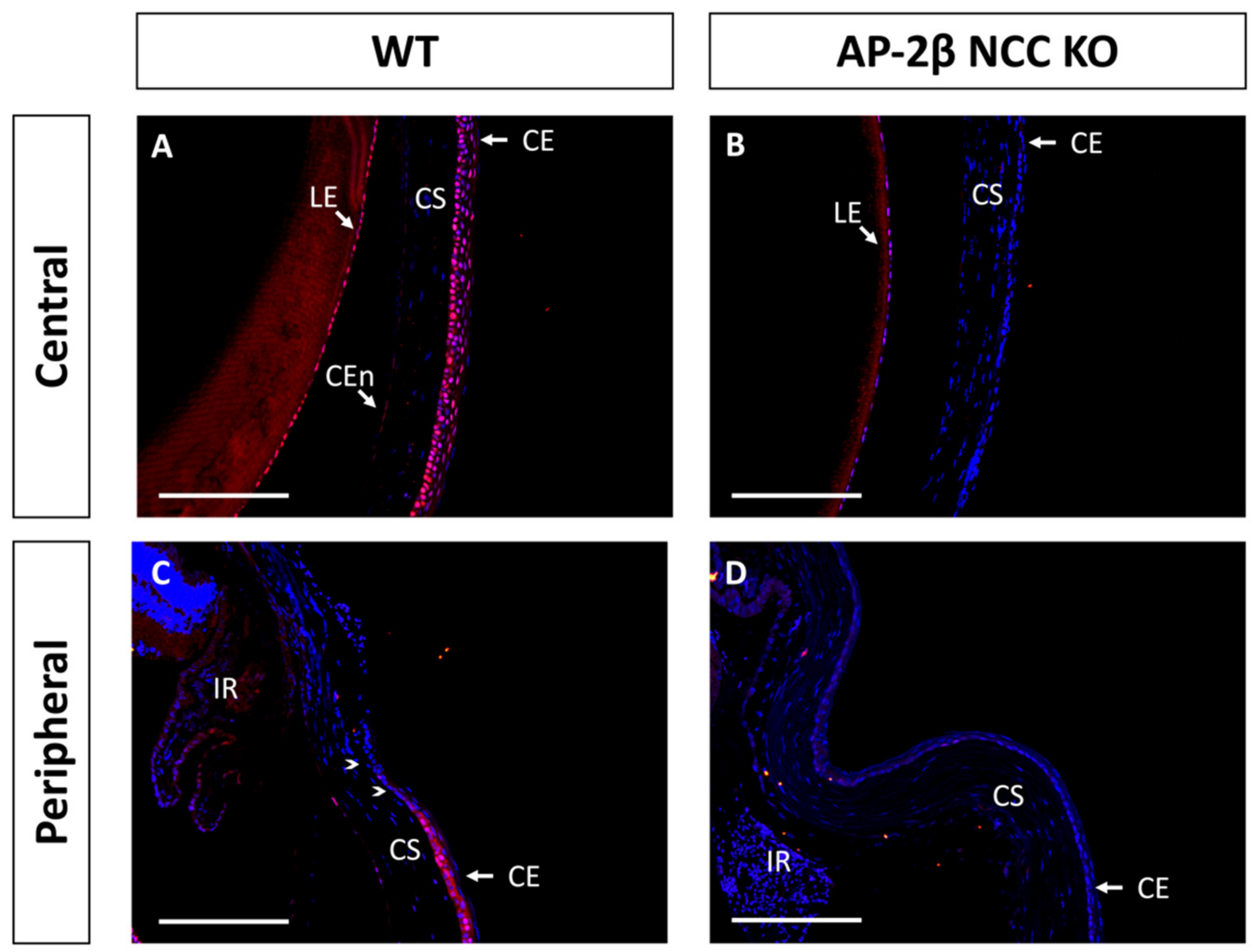 Ijms 22 08730 g007 Ijms 22 08730 g007