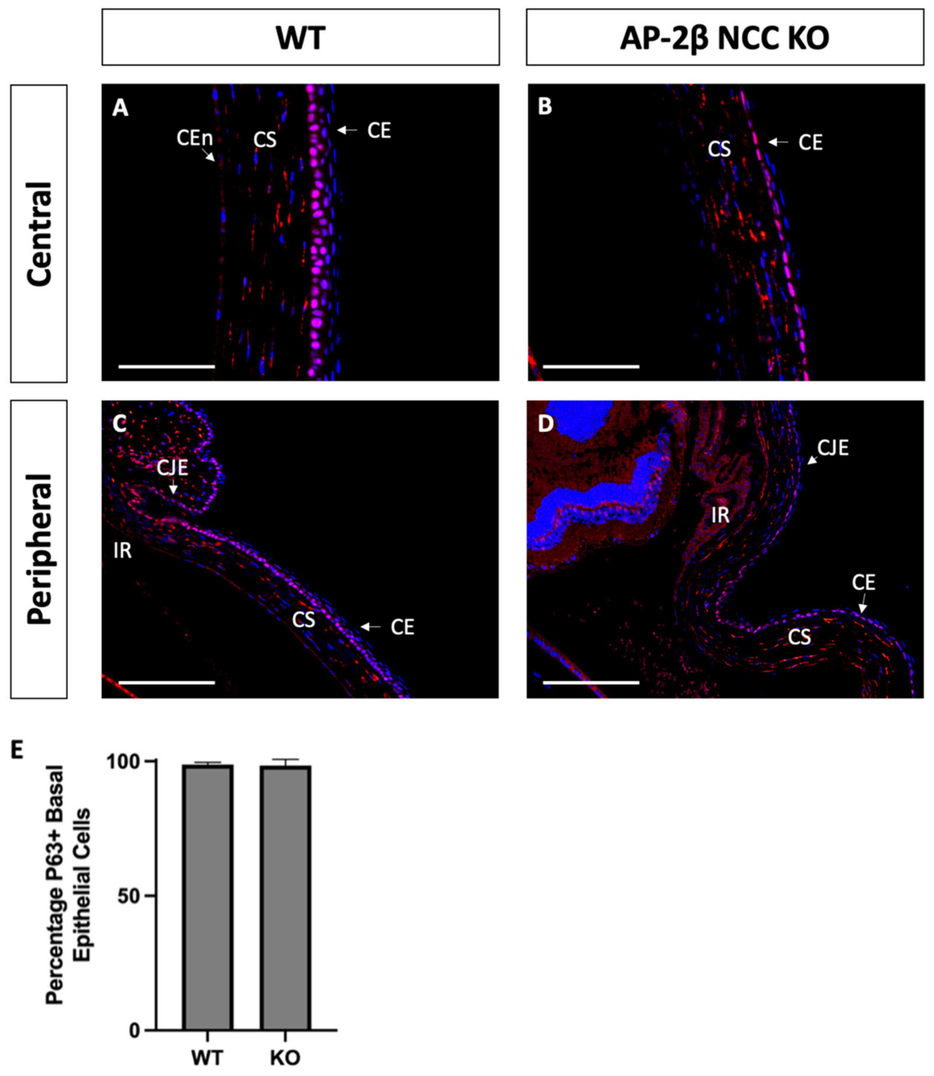Ijms 22 08730 g008 Ijms 22 08730 g008