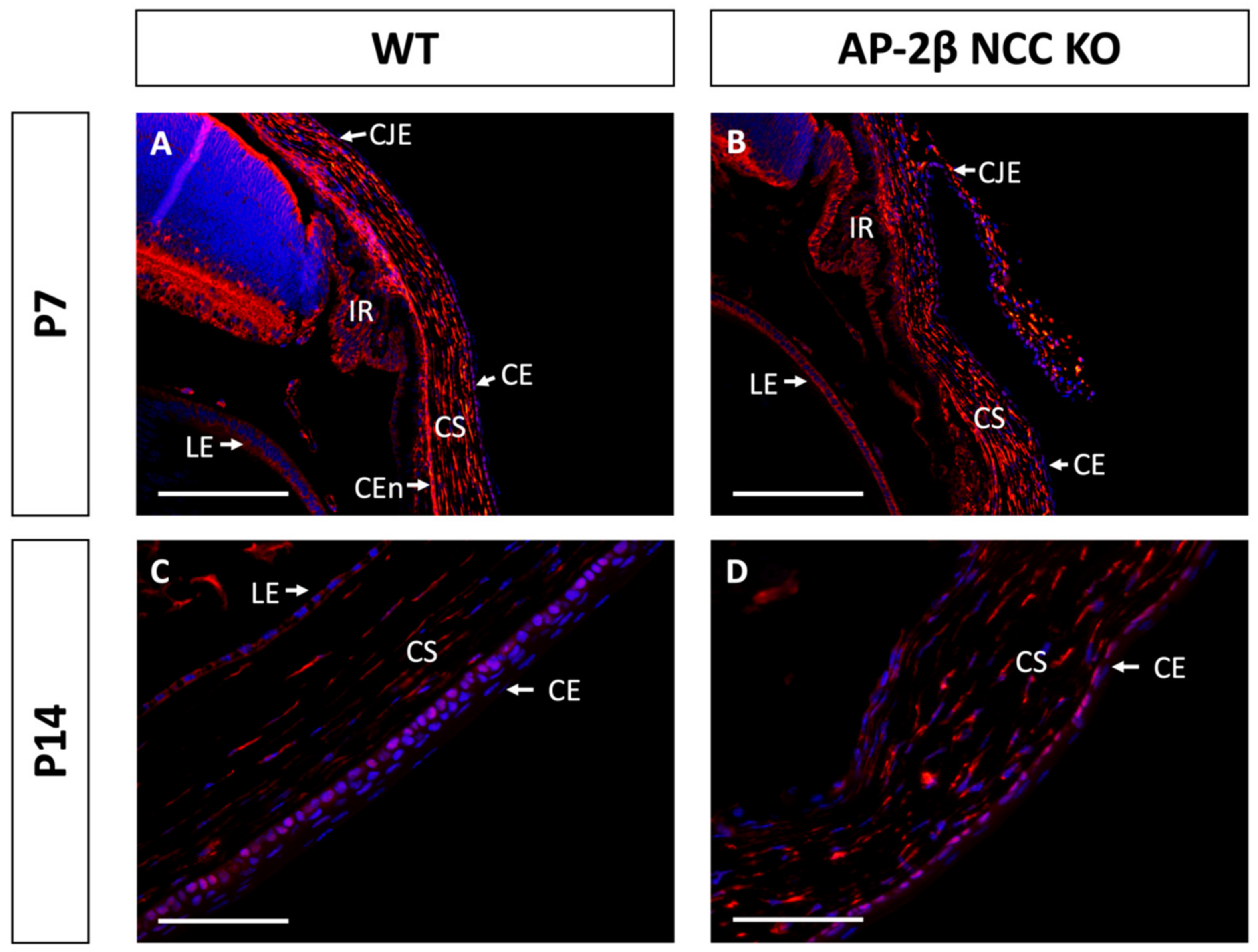 Ijms 22 08730 g009 Ijms 22 08730 g009
