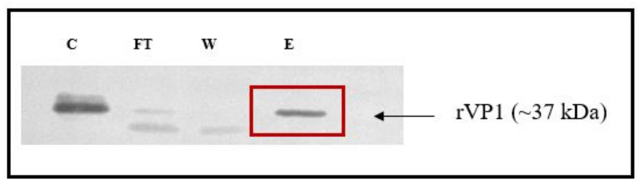 Ijms 22 08757 g003 Ijms 22 08757 g003