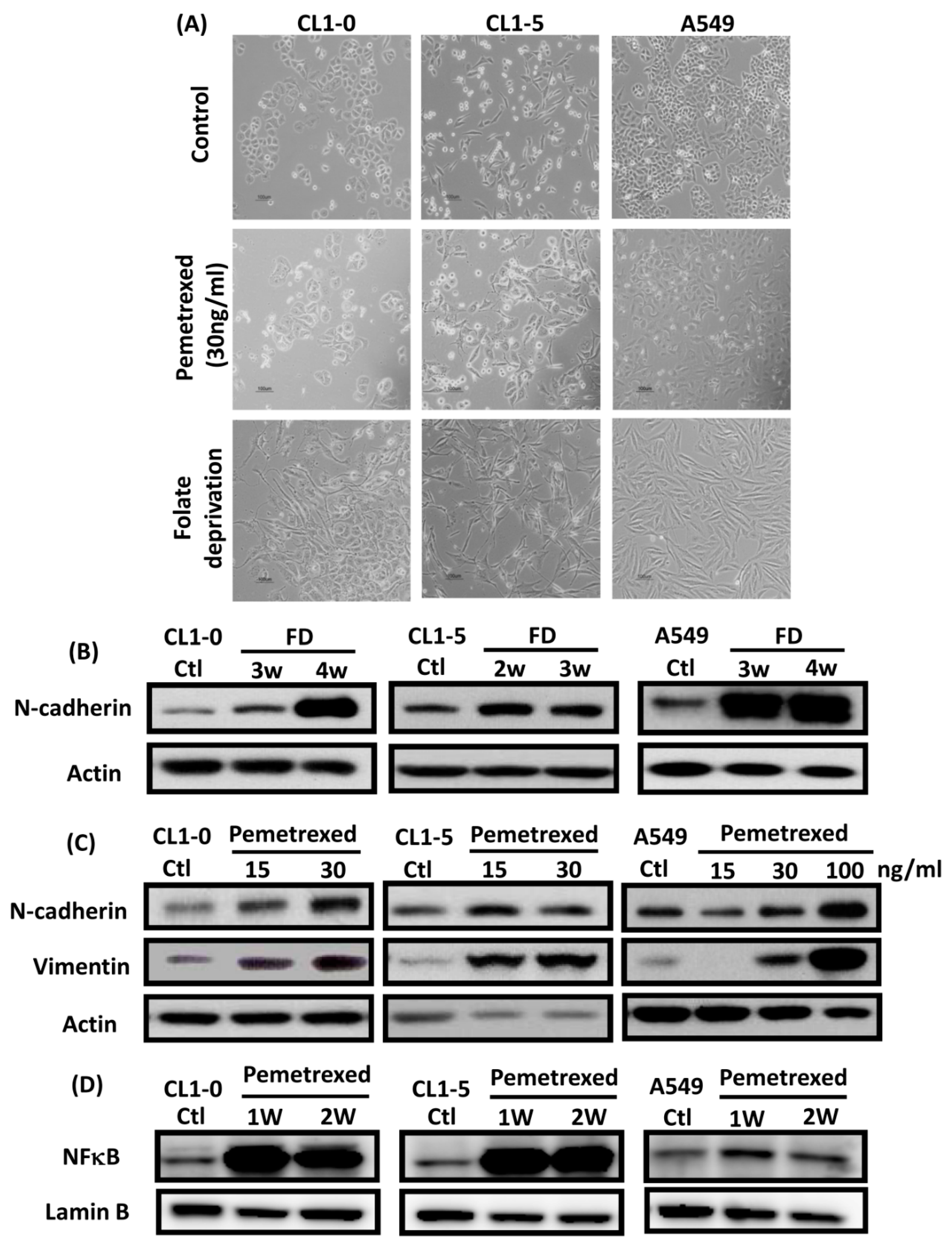 Ijms 22 08838 g001
