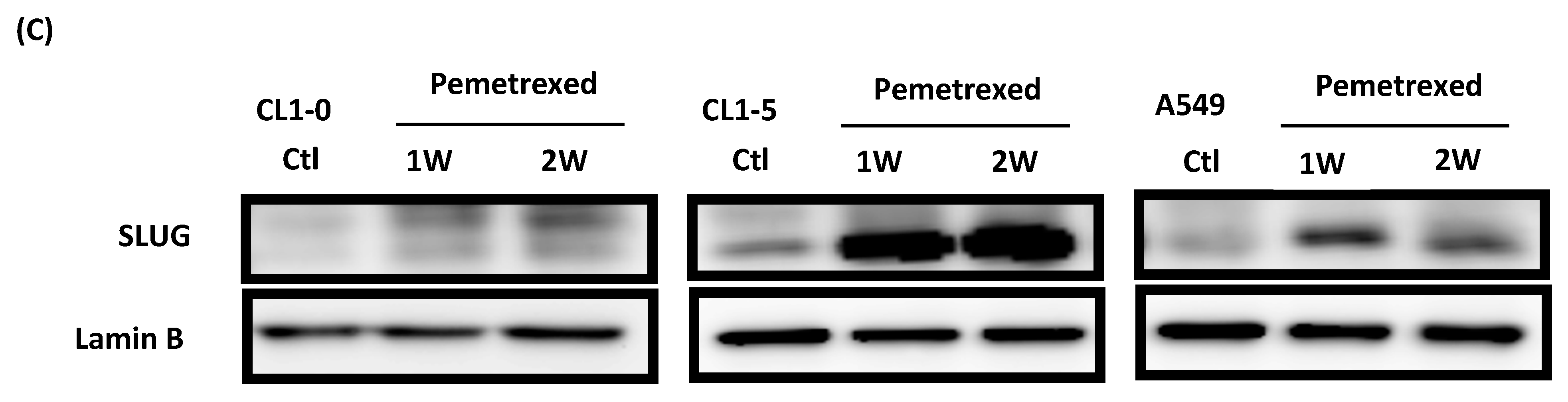 Ijms 22 08838 g004c