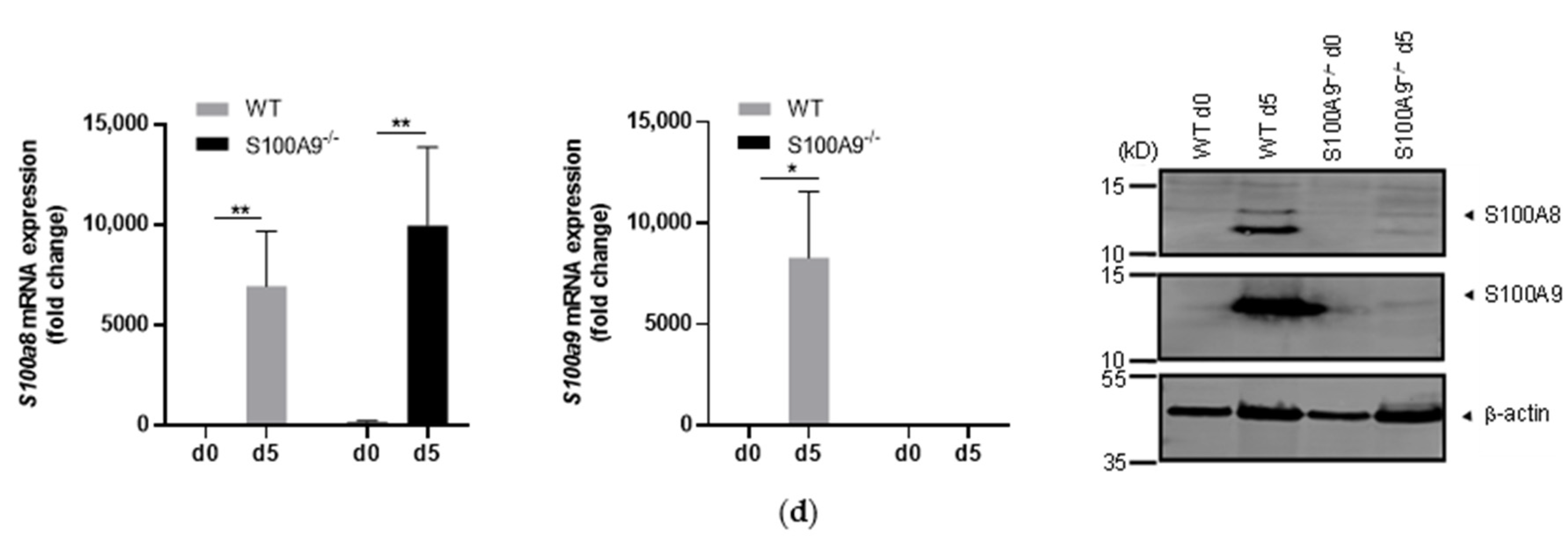 Ijms 22 08845 g001c Ijms 22 08845 g001c