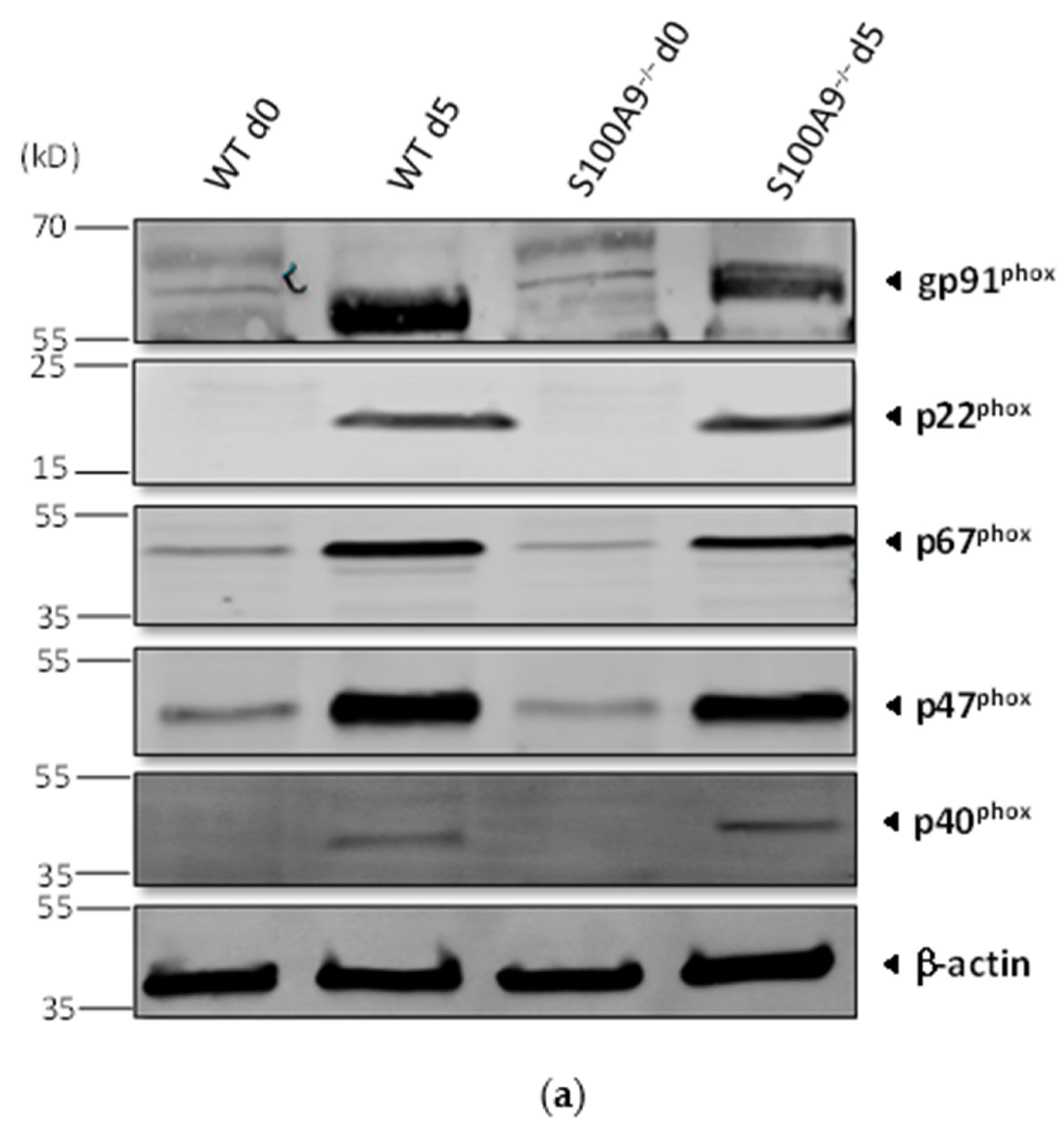 Ijms 22 08845 g002a Ijms 22 08845 g002a