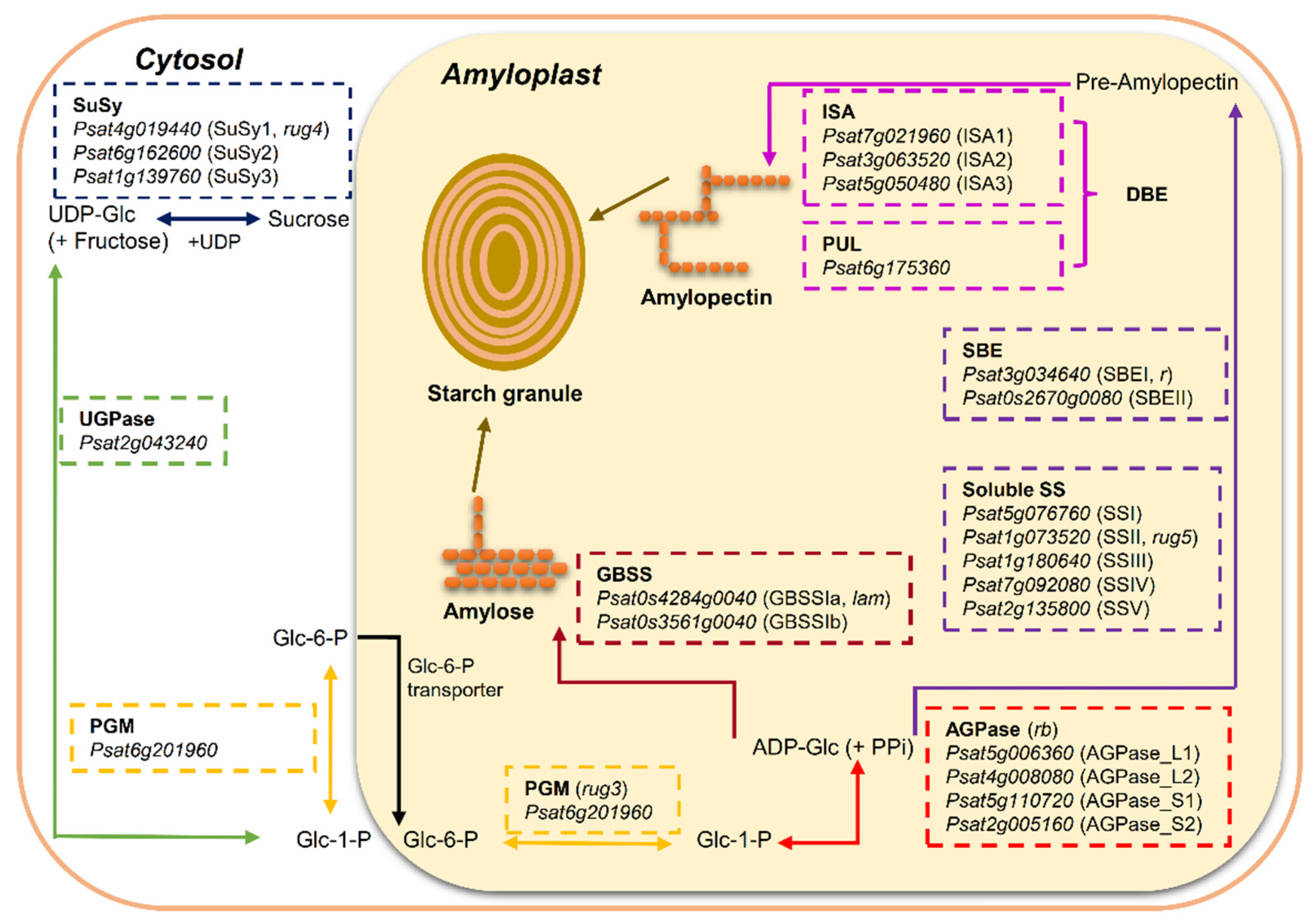 Ijms 22 08972 g001 Ijms 22 08972 g001