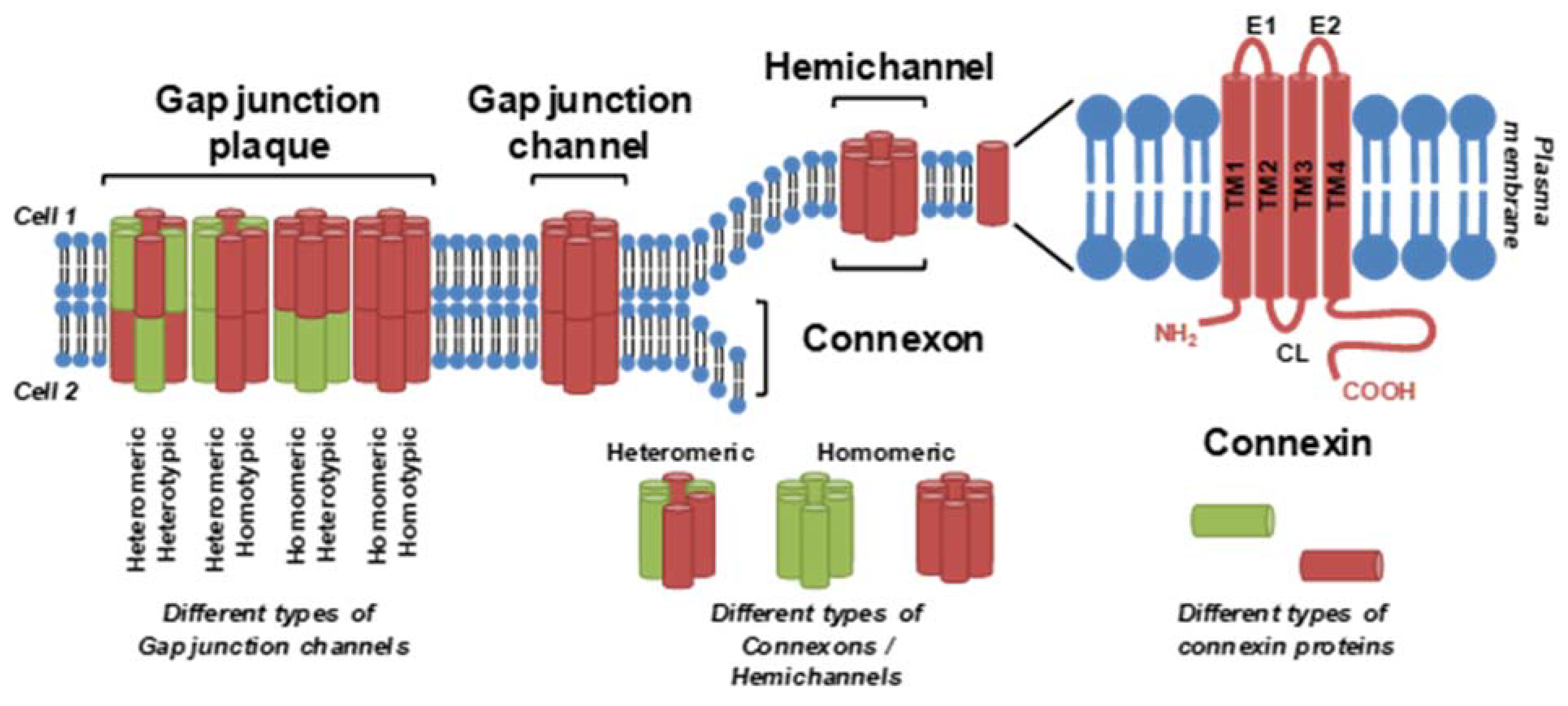 Ijms 22 08977 g001 Ijms 22 08977 g001