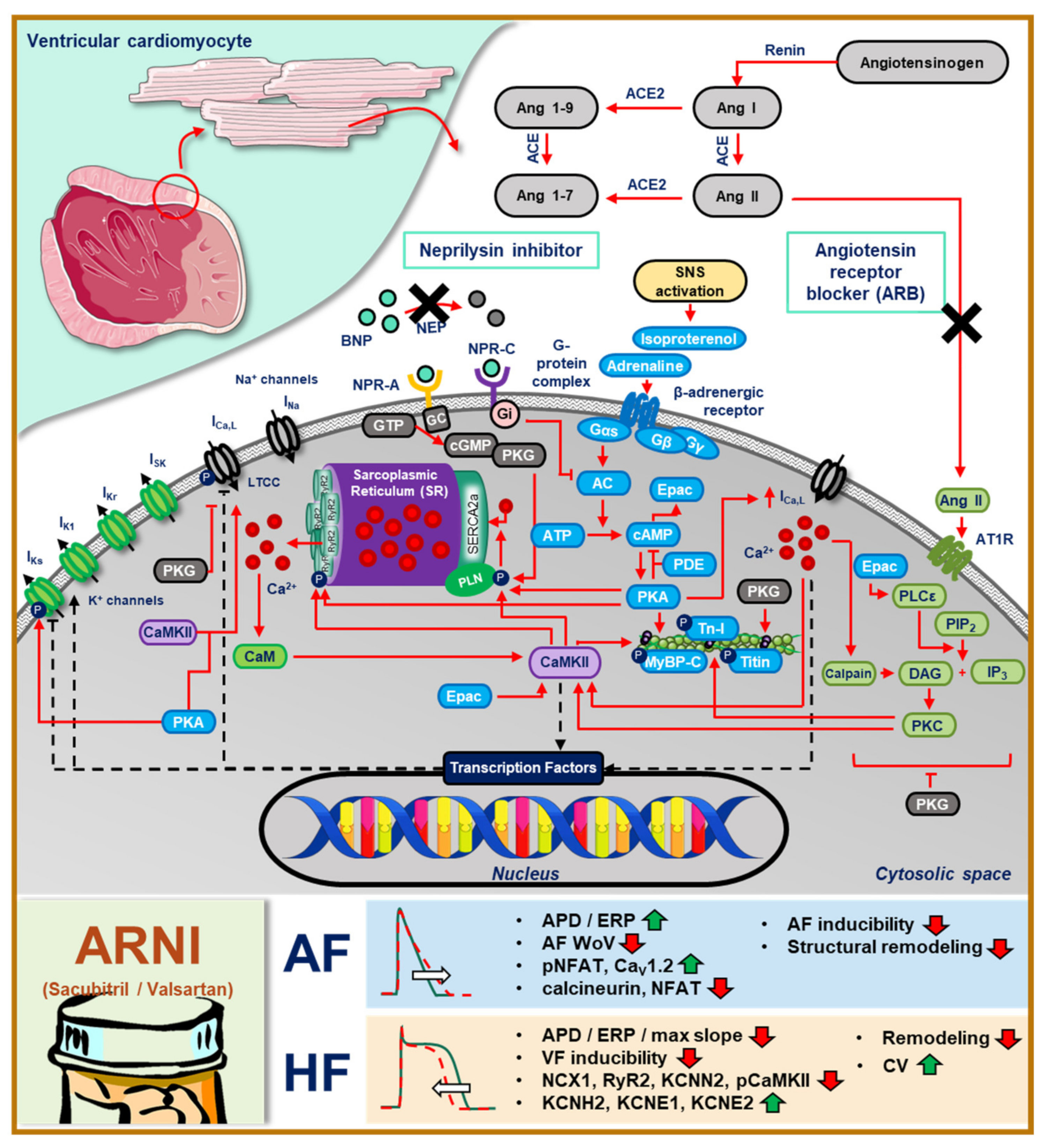 Ijms 22 08994 g004 Ijms 22 08994 g004