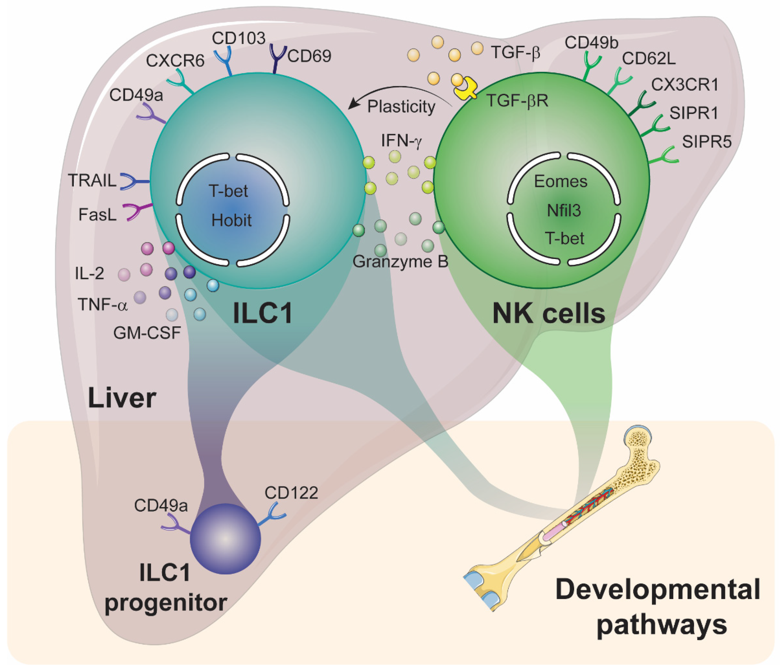 Ijms 22 09044 g001 Ijms 22 09044 g001