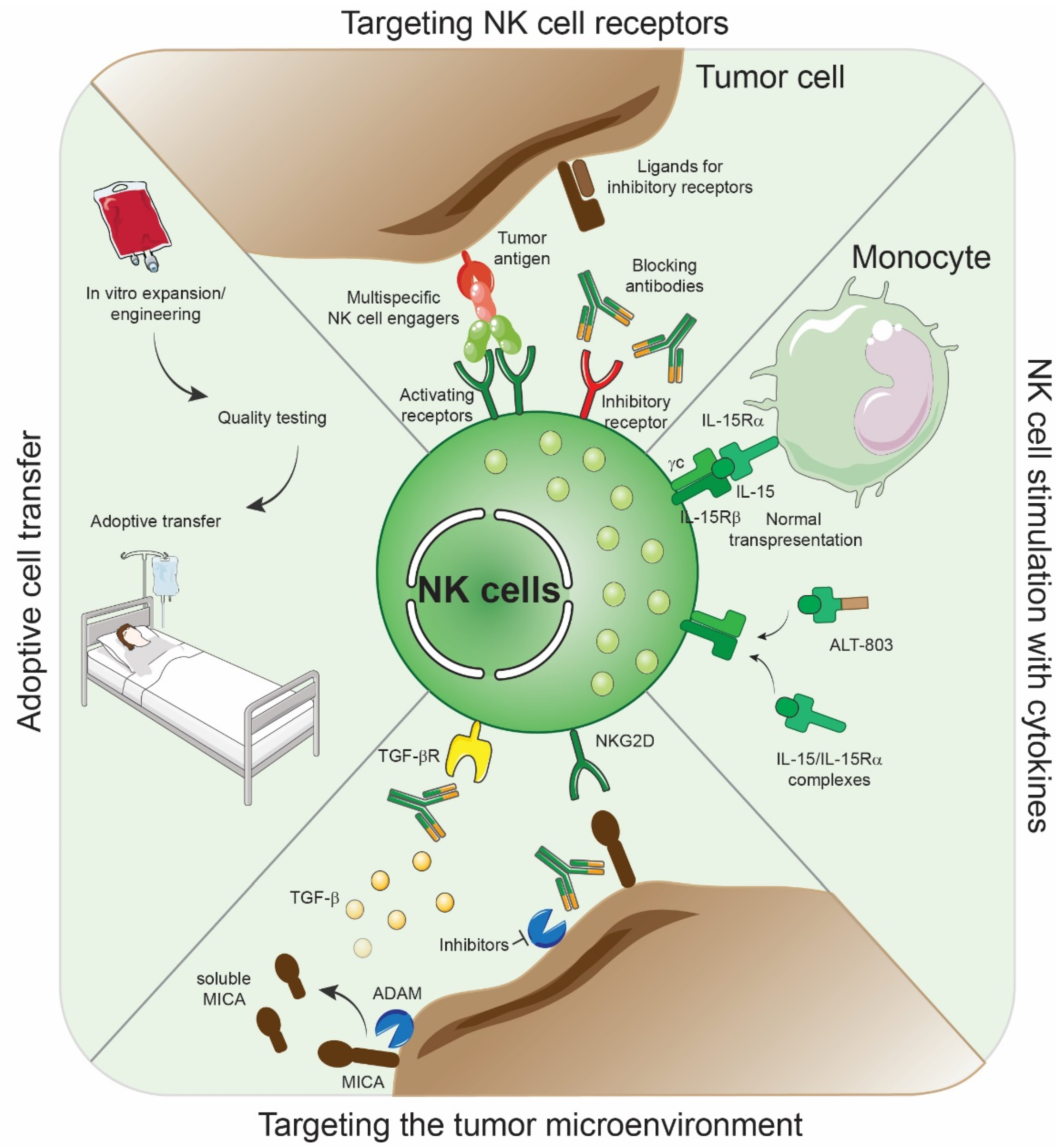 Ijms 22 09044 g003 Ijms 22 09044 g003