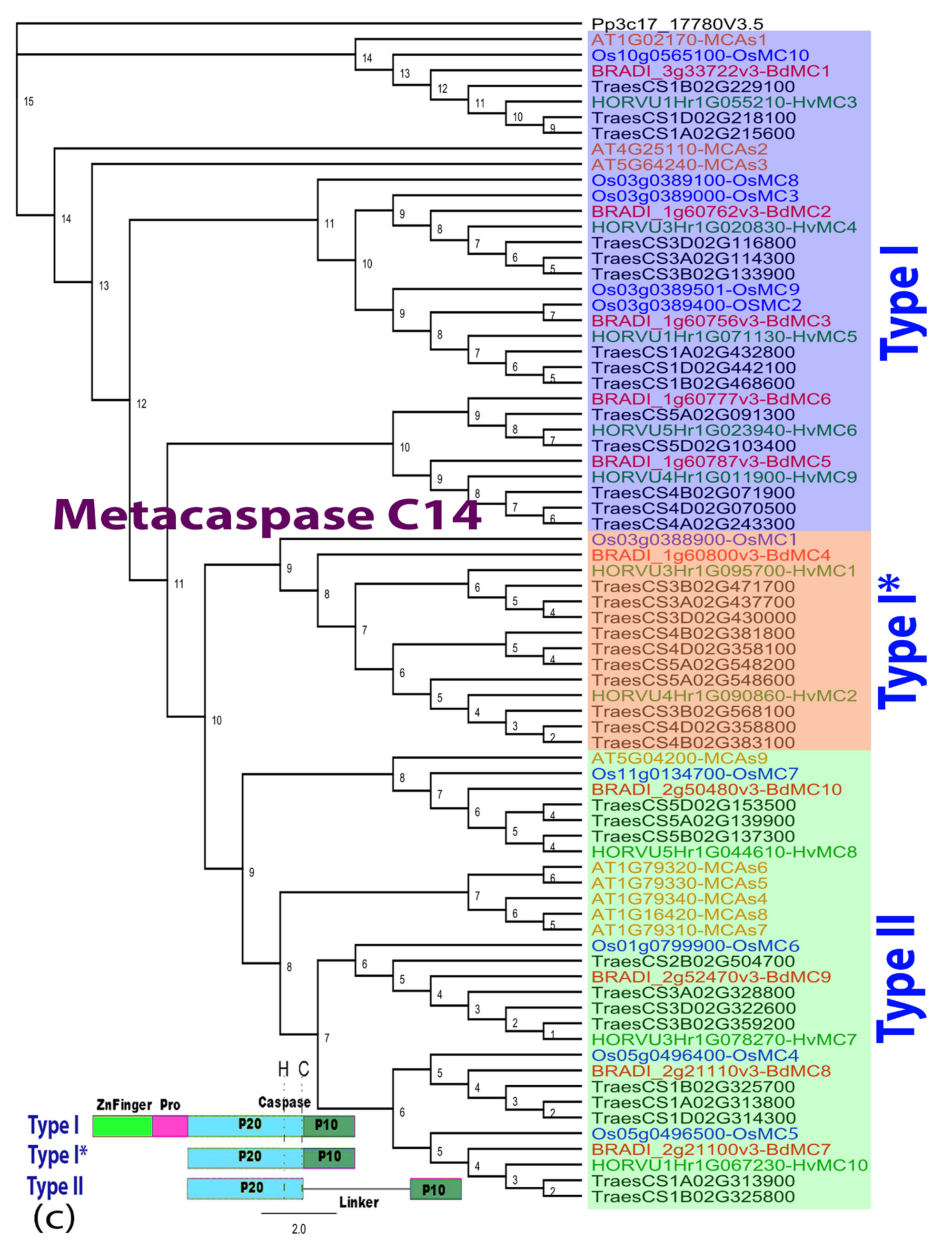 Ijms 22 09086 g0a5 Ijms 22 09086 g0a5