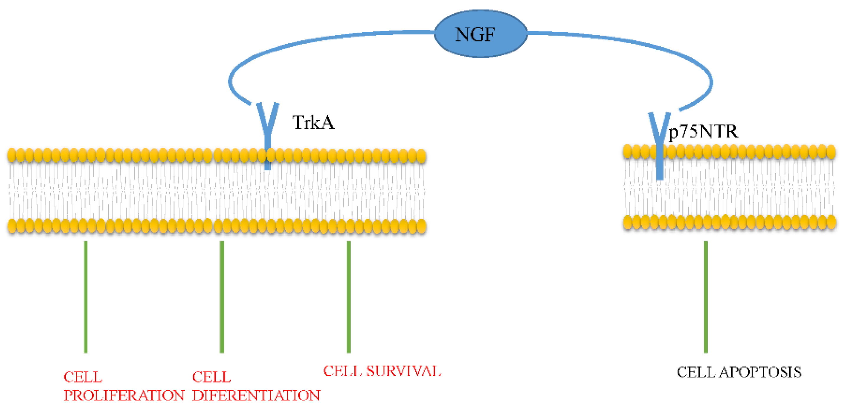 Ijms 22 09112 g001 Ijms 22 09112 g001