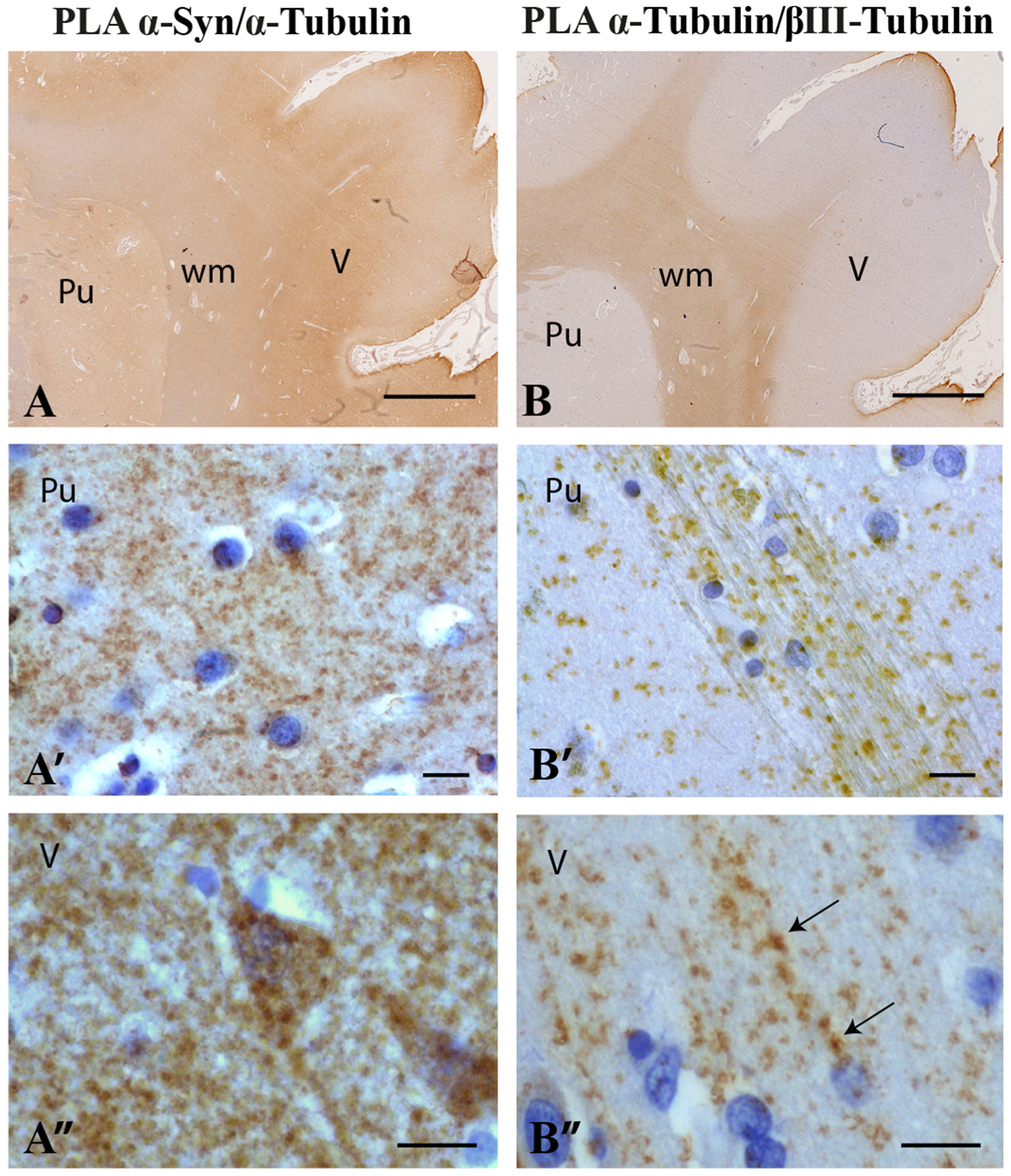 Ijms 22 09153 g005