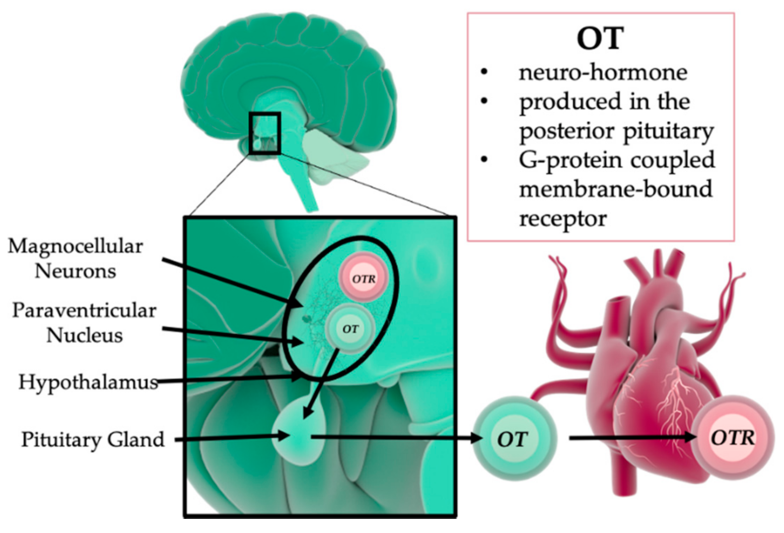 Ijms 22 09192 g001 Ijms 22 09192 g001
