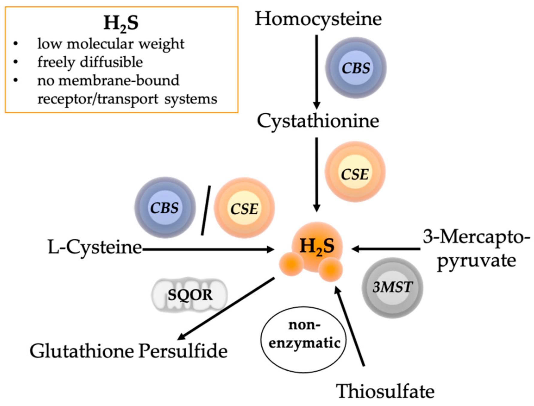 Ijms 22 09192 g002 Ijms 22 09192 g002