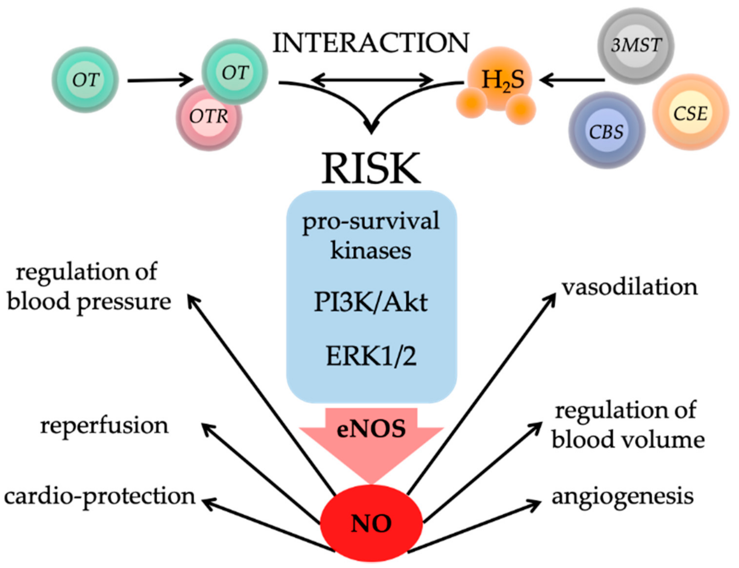 Ijms 22 09192 g004 Ijms 22 09192 g004