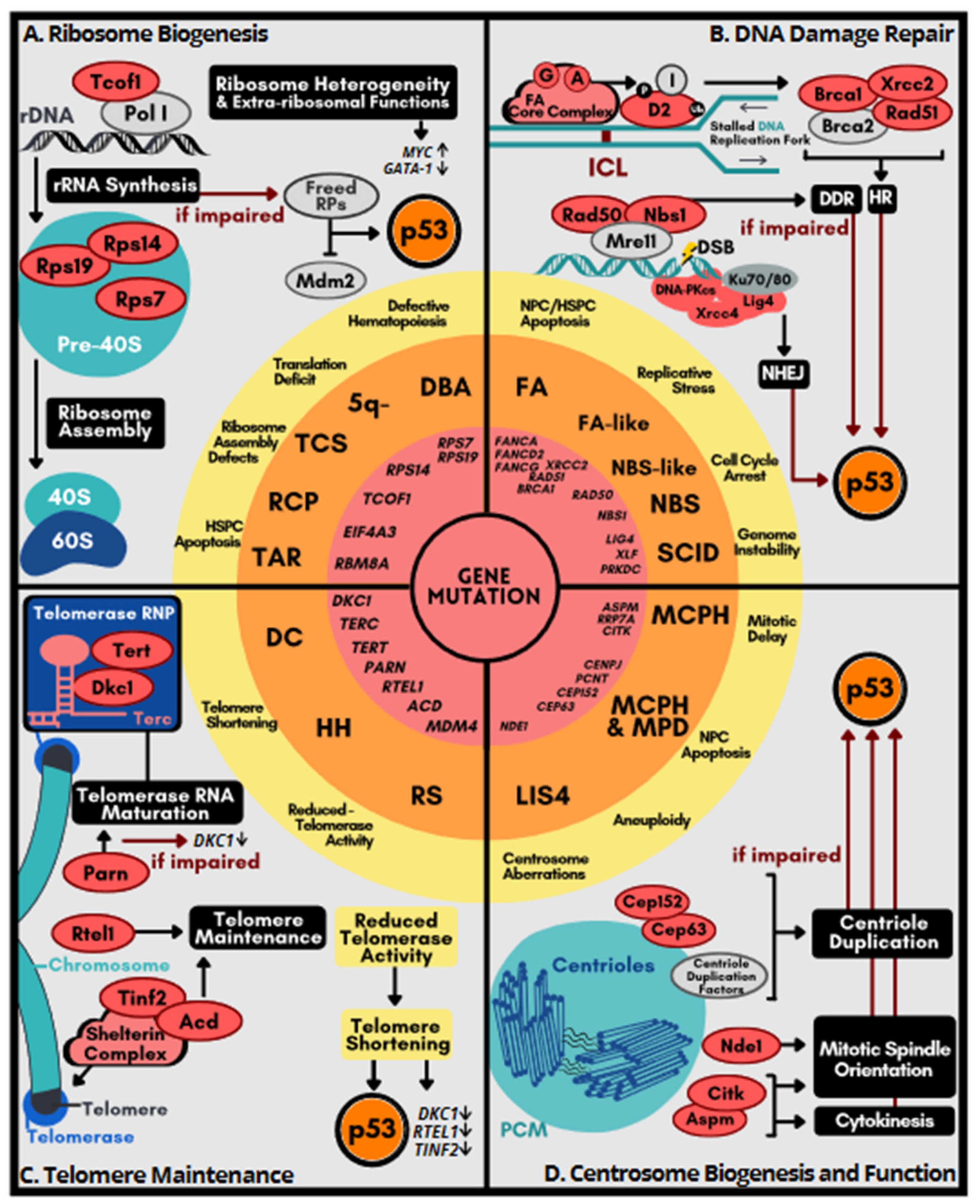 Ijms 22 09307 g002 Ijms 22 09307 g002