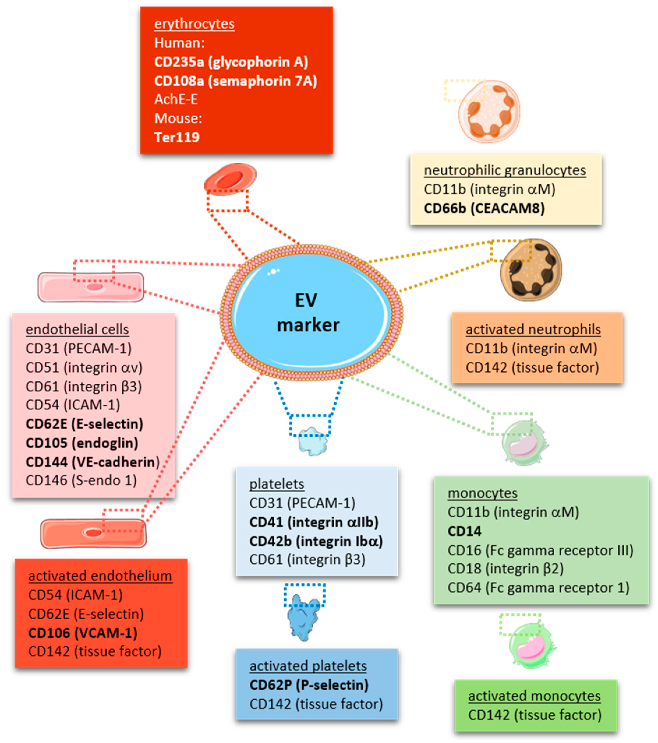 Ijms 22 09317 g002 Ijms 22 09317 g002