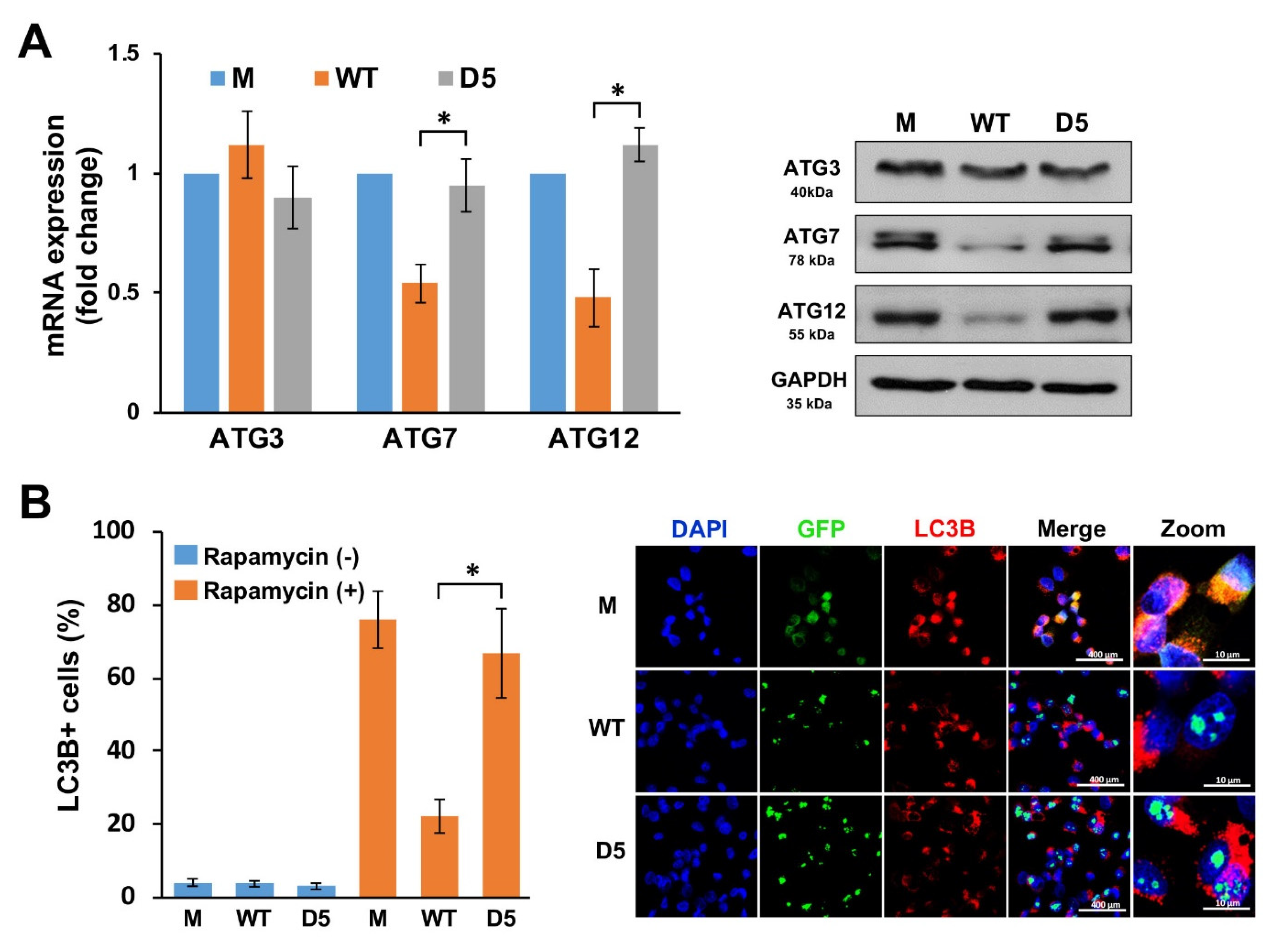 Ijms 22 09318 g006 Ijms 22 09318 g006