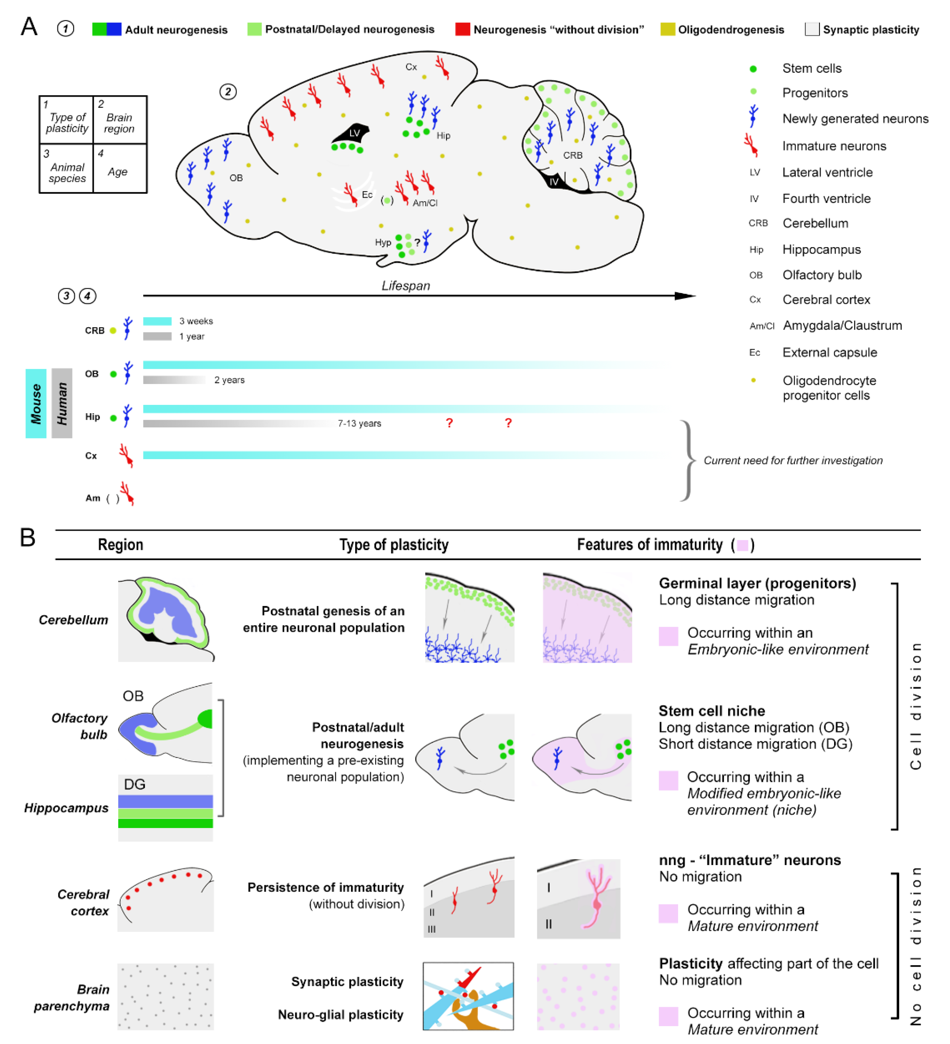 Ijms 22 09358 g002 Ijms 22 09358 g002