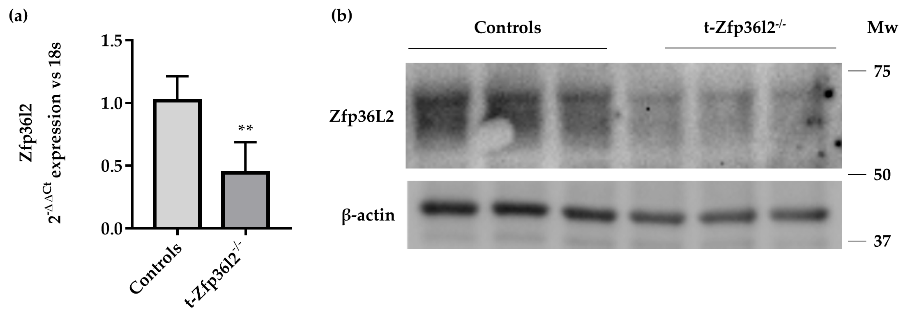 Ijms 22 09379 g002 Ijms 22 09379 g002