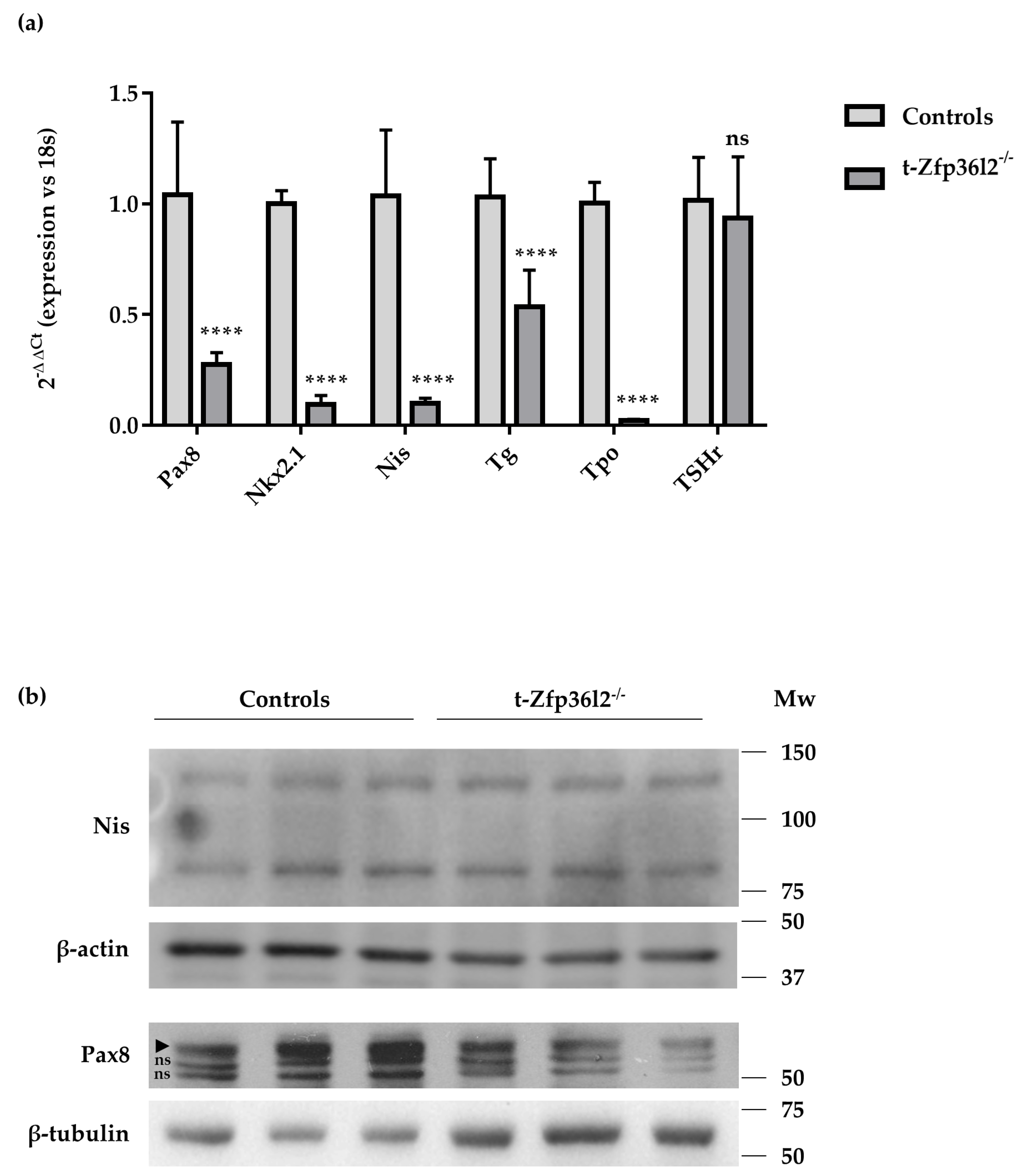Ijms 22 09379 g004 Ijms 22 09379 g004