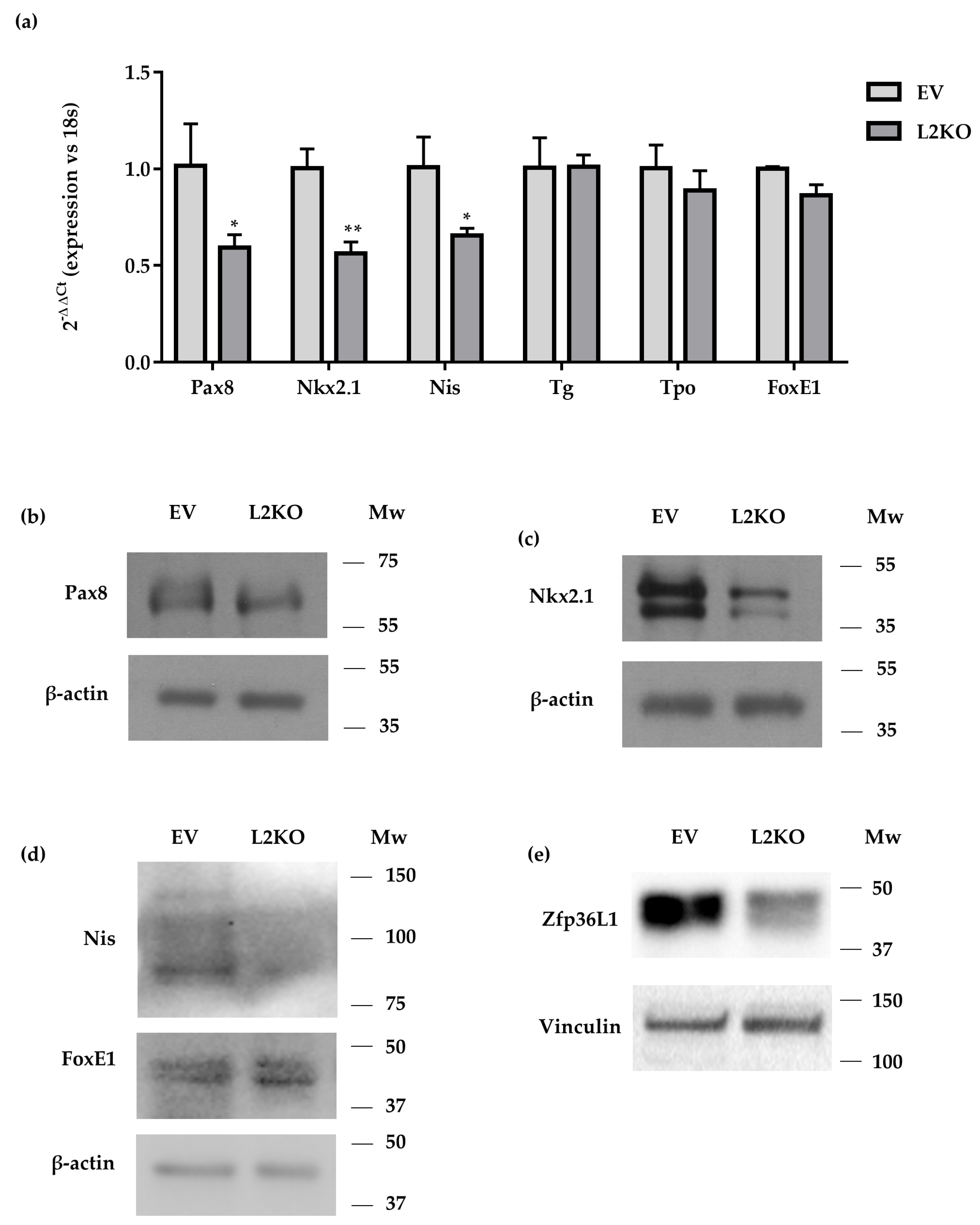 Ijms 22 09379 g006 Ijms 22 09379 g006