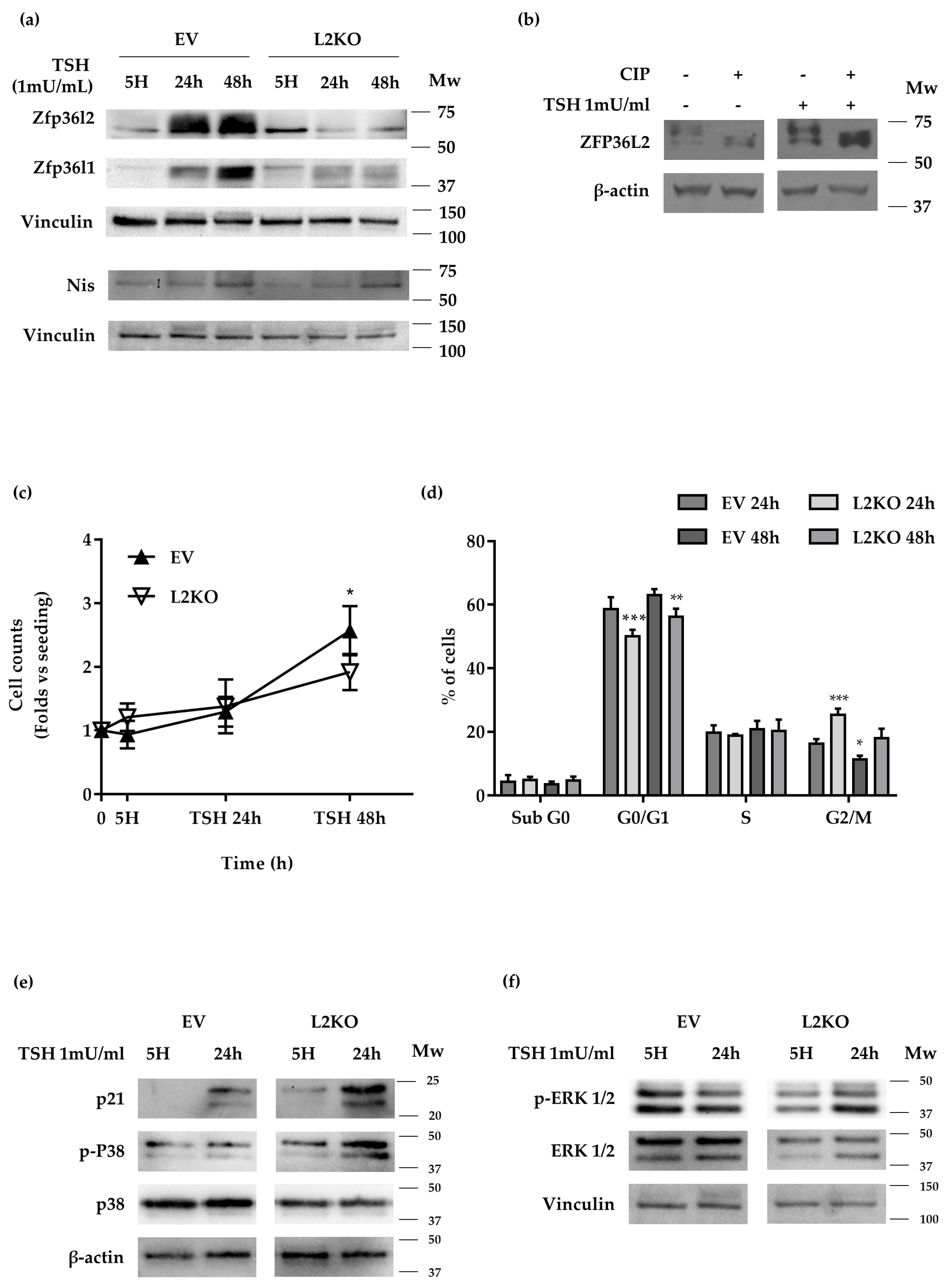 Ijms 22 09379 g007 Ijms 22 09379 g007