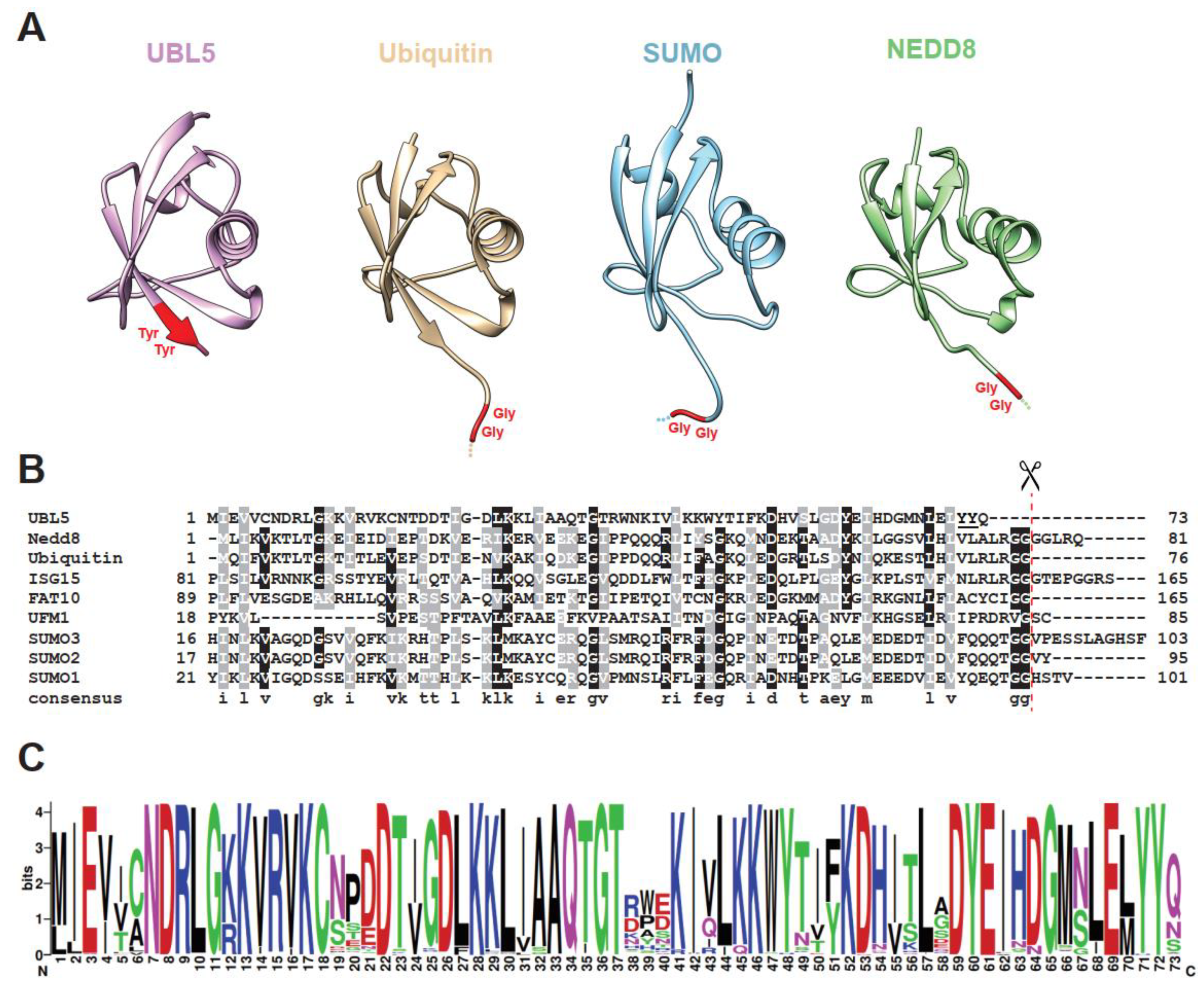 Ijms 22 09384 g001 Ijms 22 09384 g001