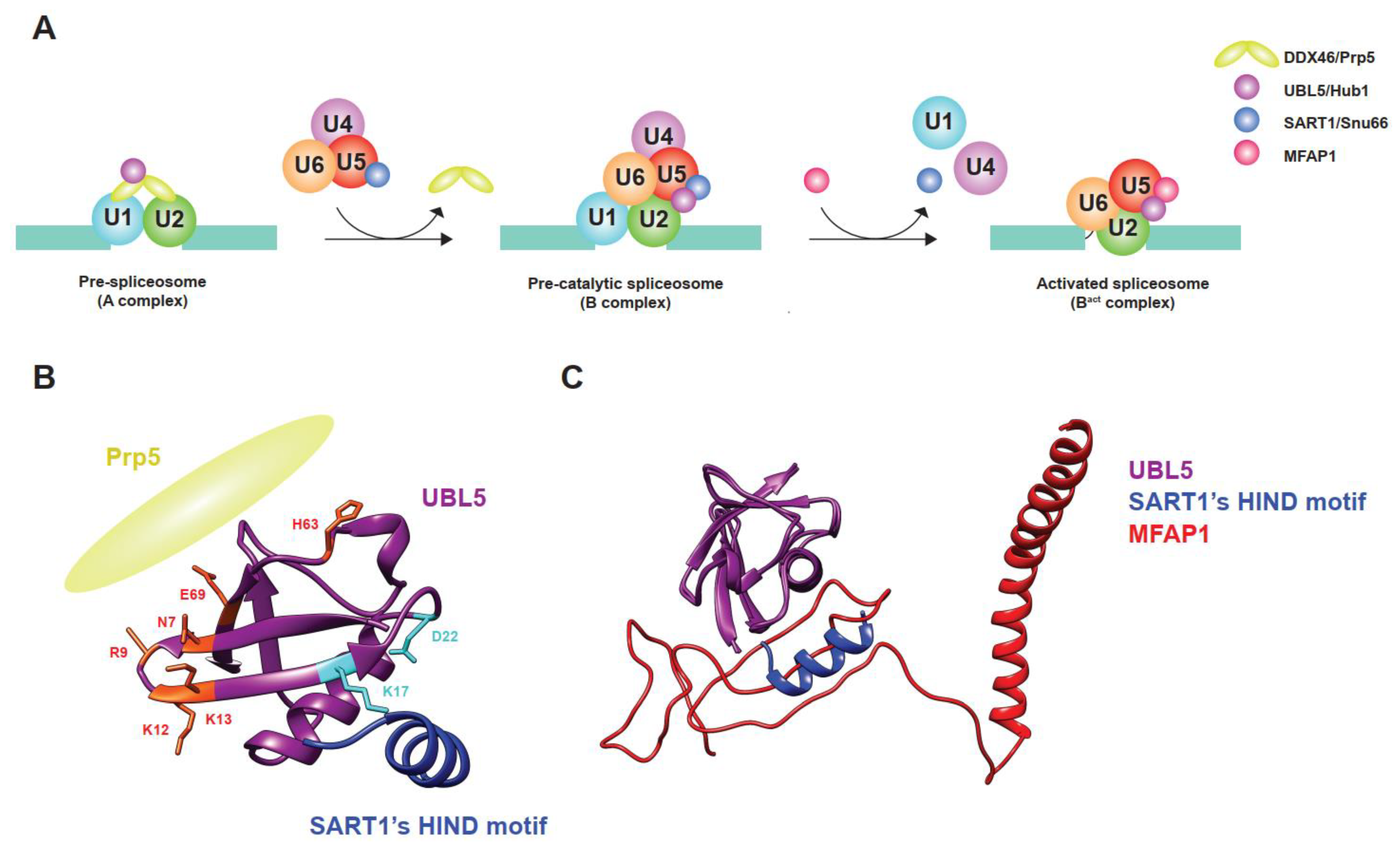 Ijms 22 09384 g002 Ijms 22 09384 g002