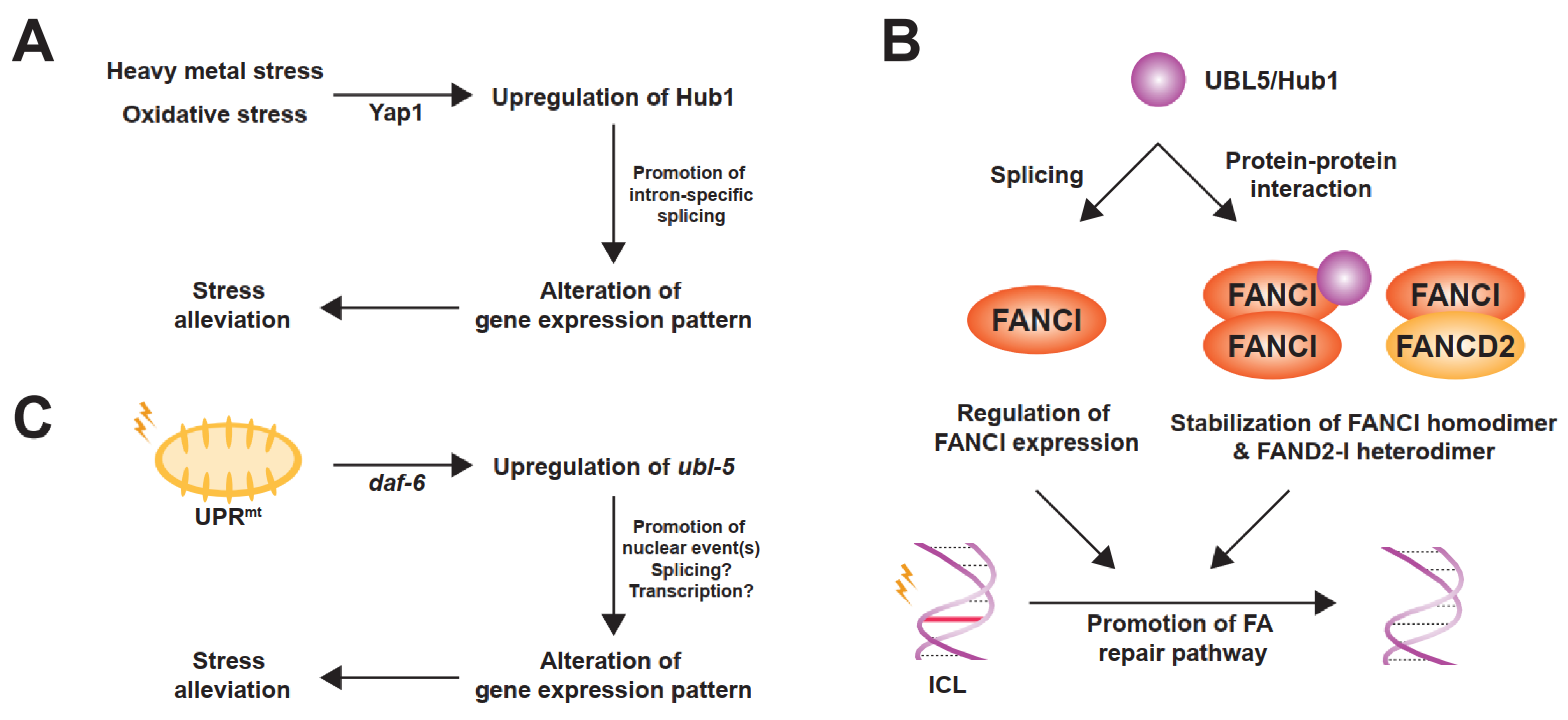 Ijms 22 09384 g003 Ijms 22 09384 g003