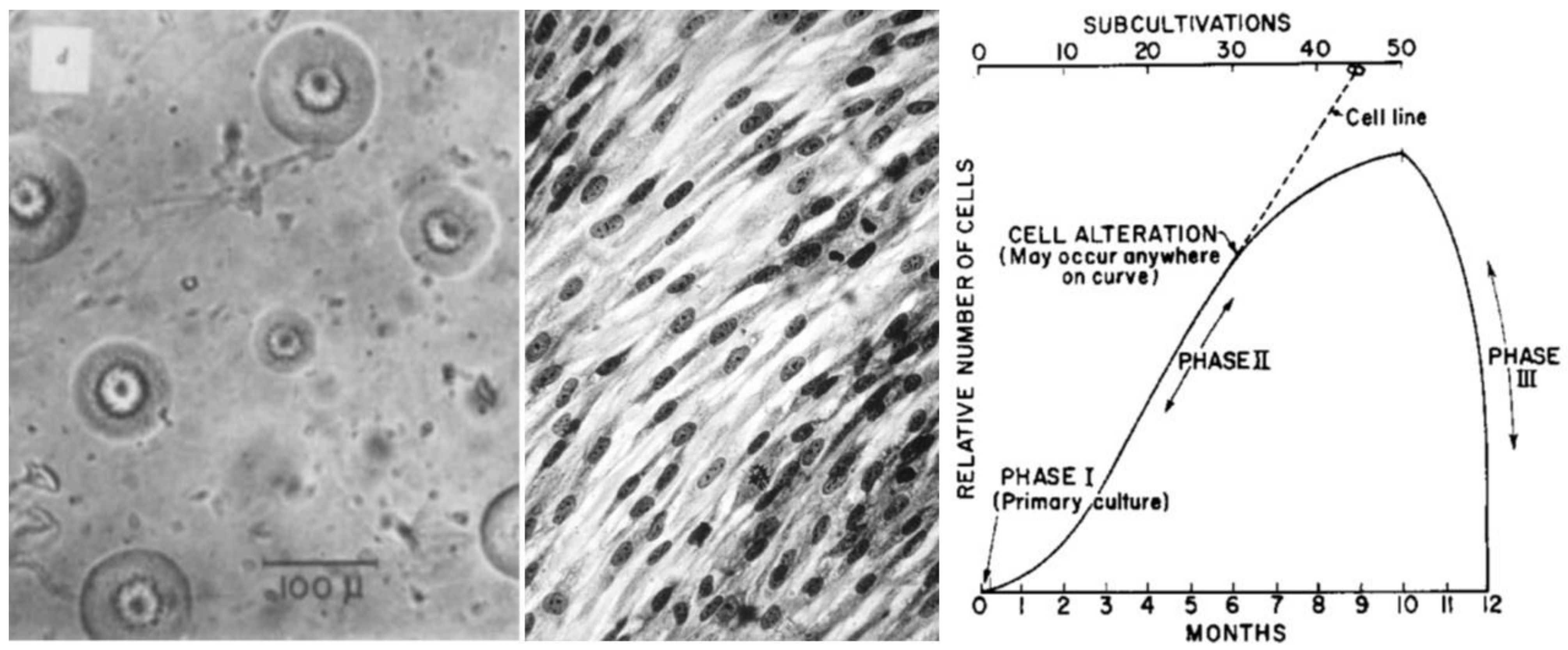Ijms 22 09418 g003 Ijms 22 09418 g003