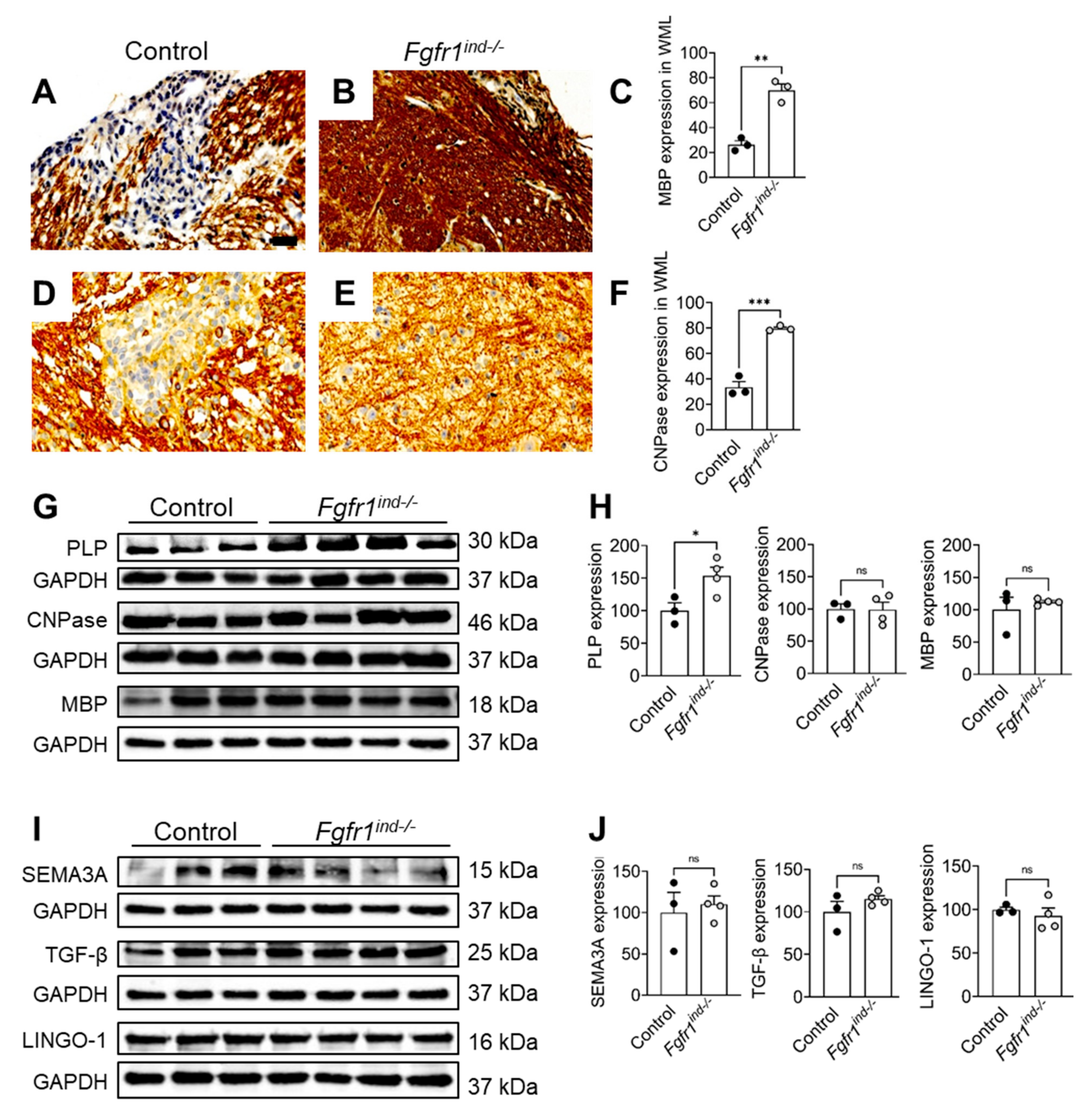Ijms 22 09495 g005 Ijms 22 09495 g005