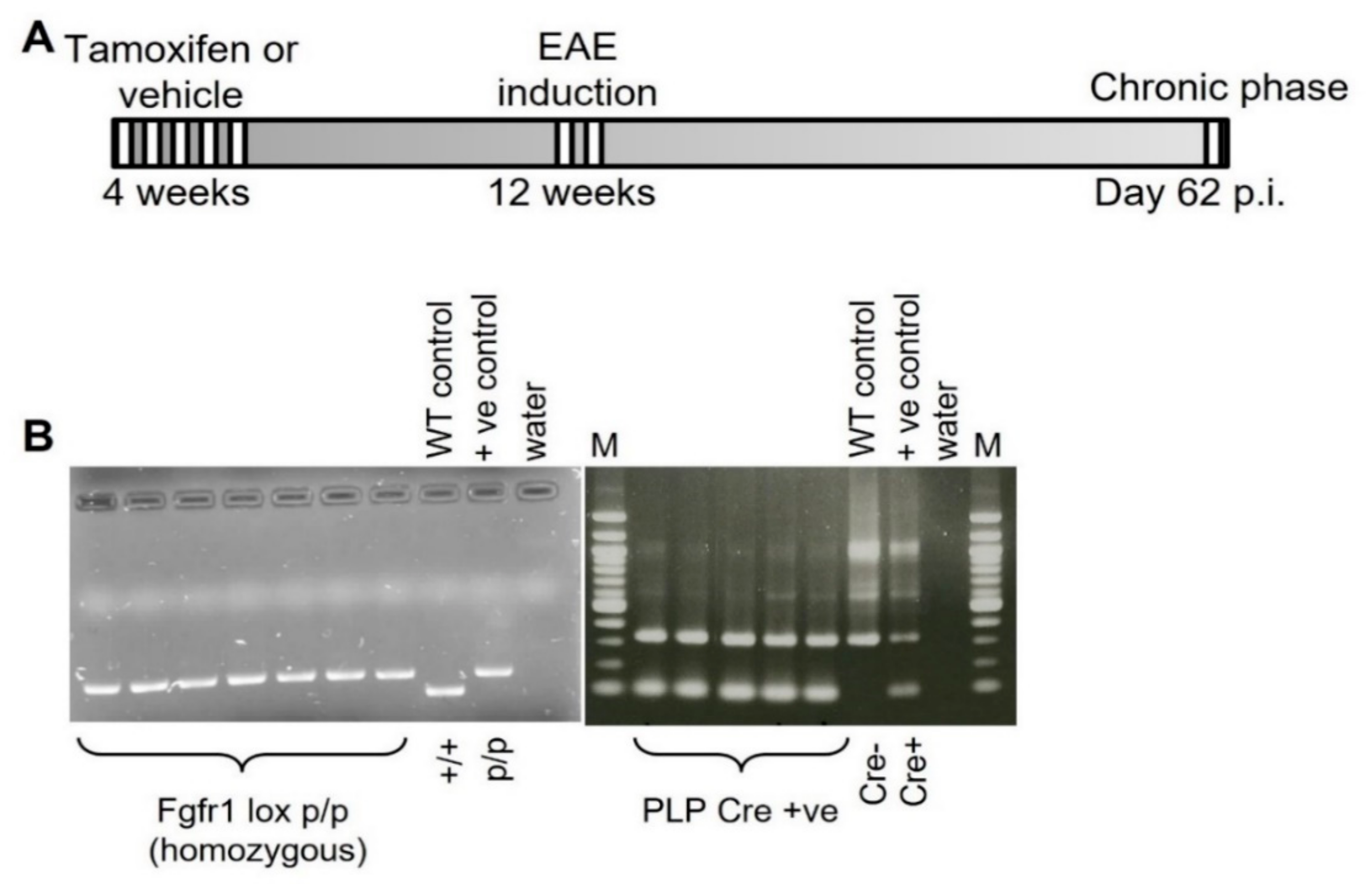 Ijms 22 09495 g008 Ijms 22 09495 g008