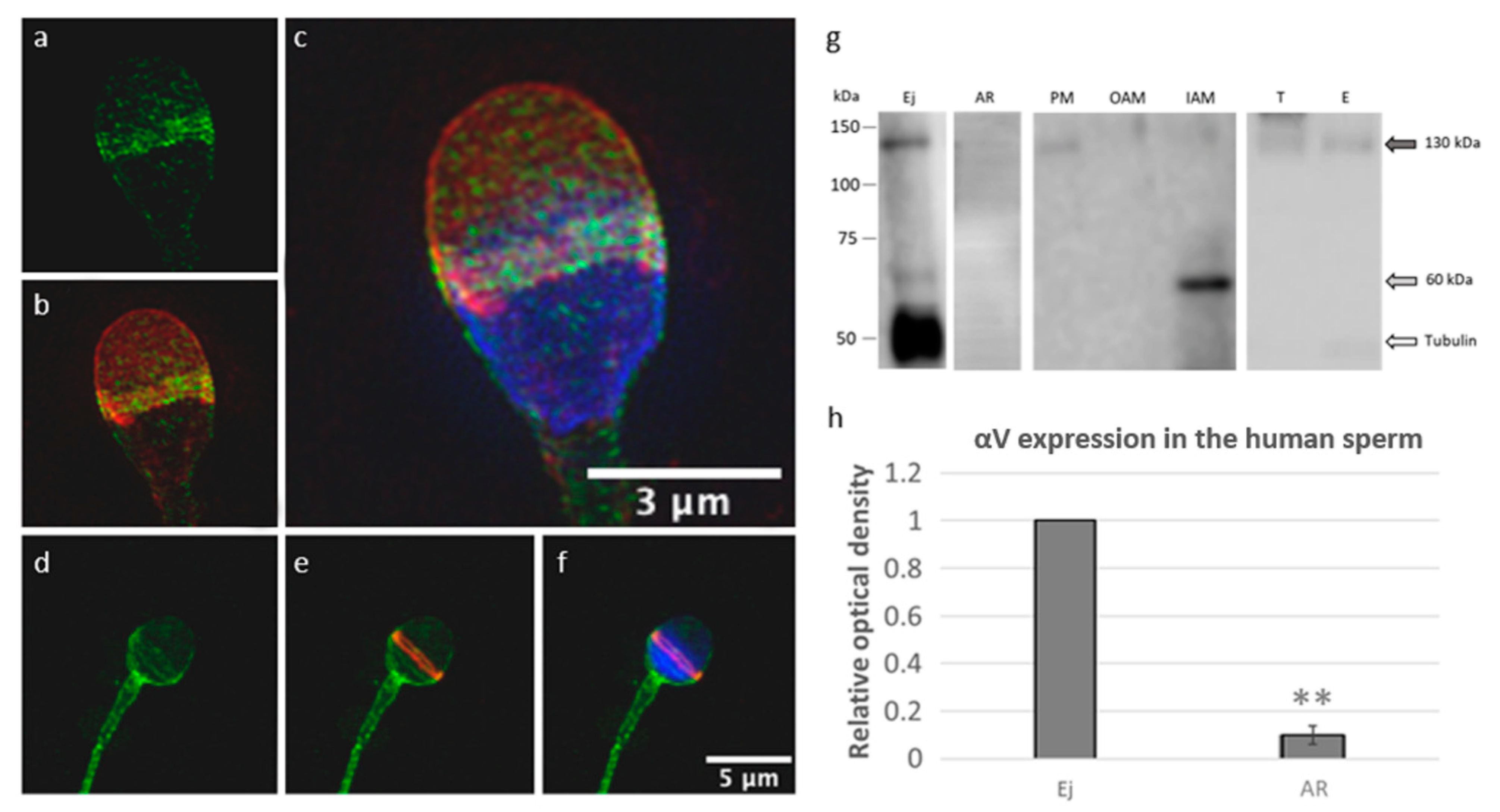 Ijms 22 09525 g005 Ijms 22 09525 g005