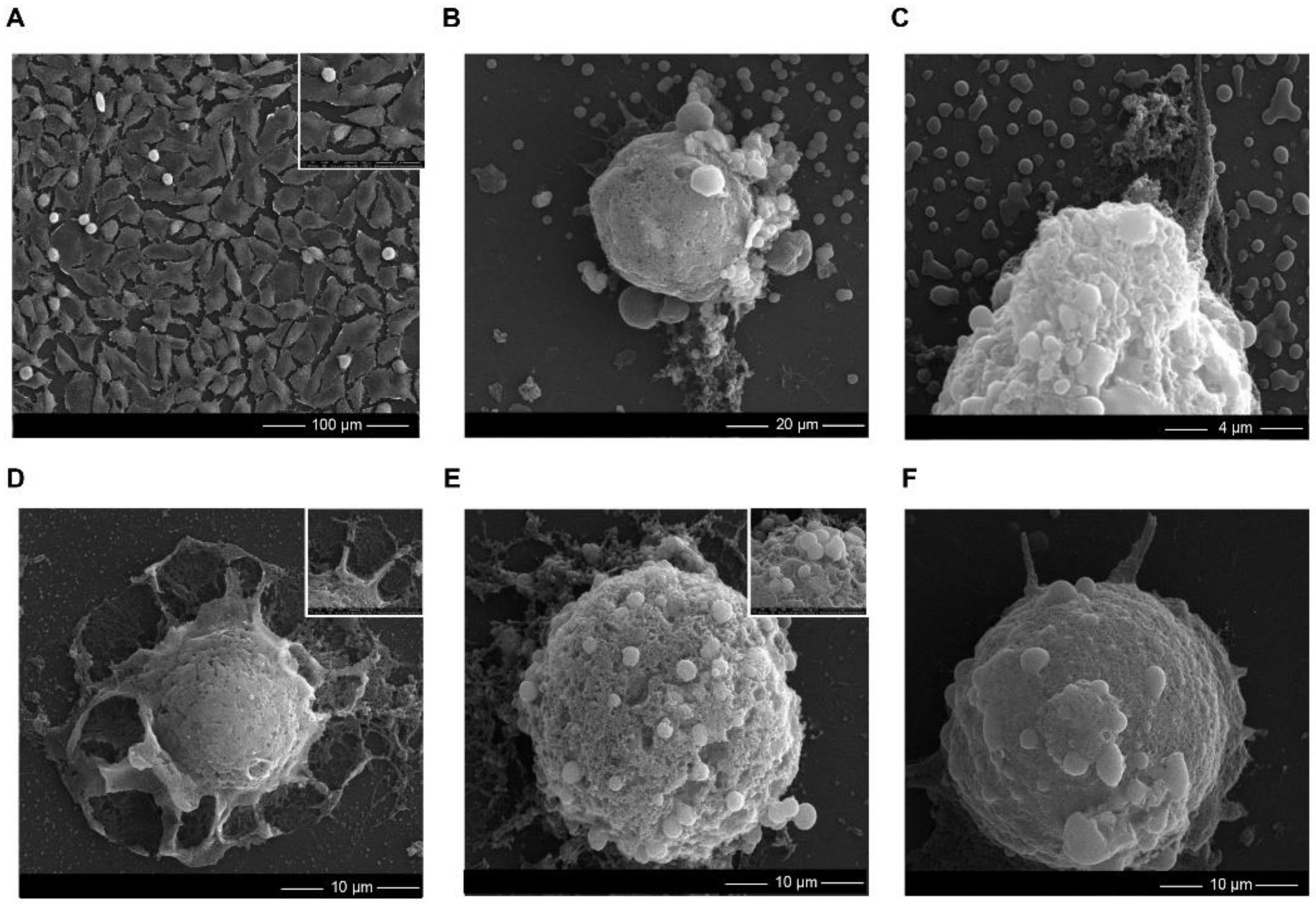 Ijms 22 09529 g005 Ijms 22 09529 g005