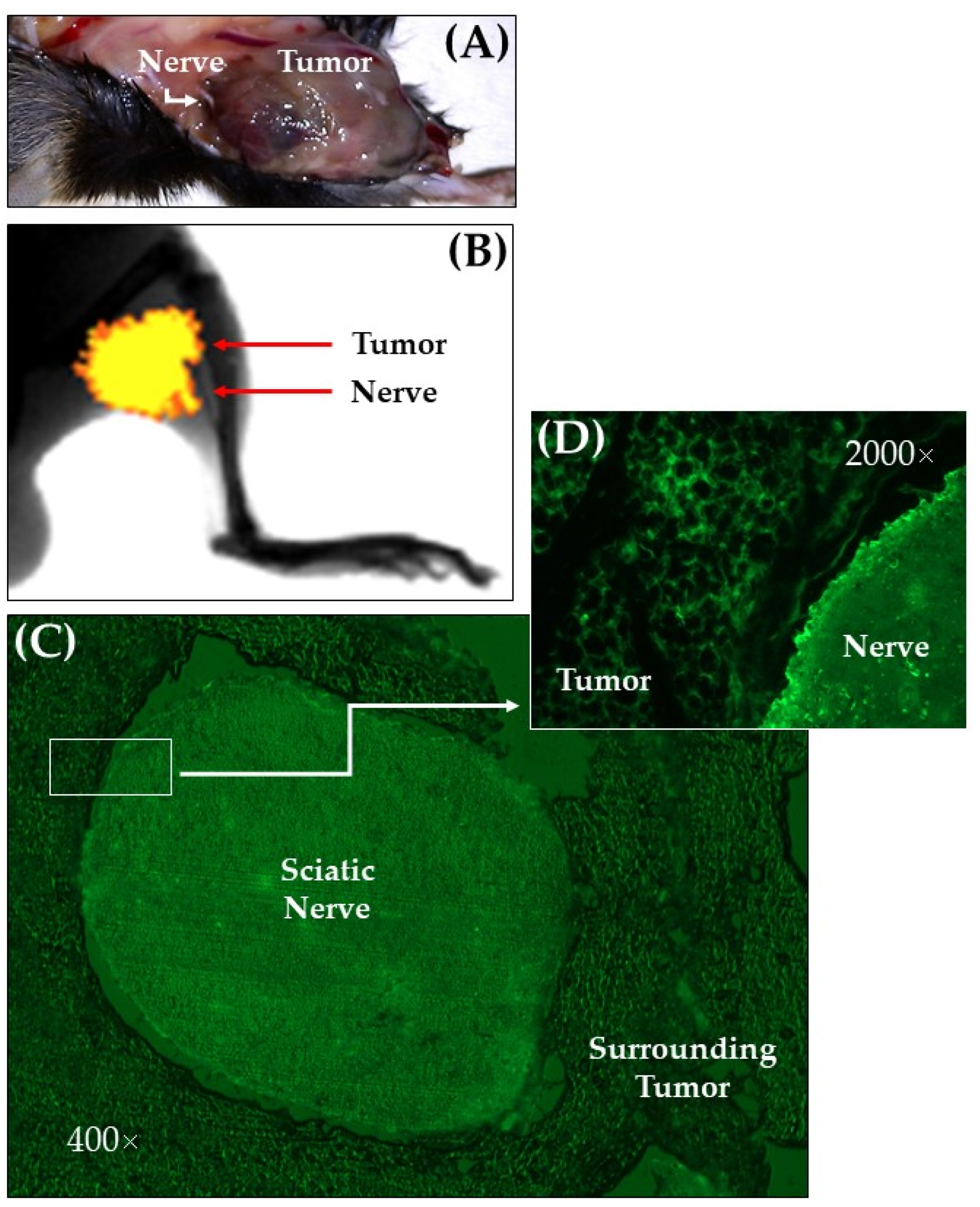 Ijms 22 09671 g001 Ijms 22 09671 g001