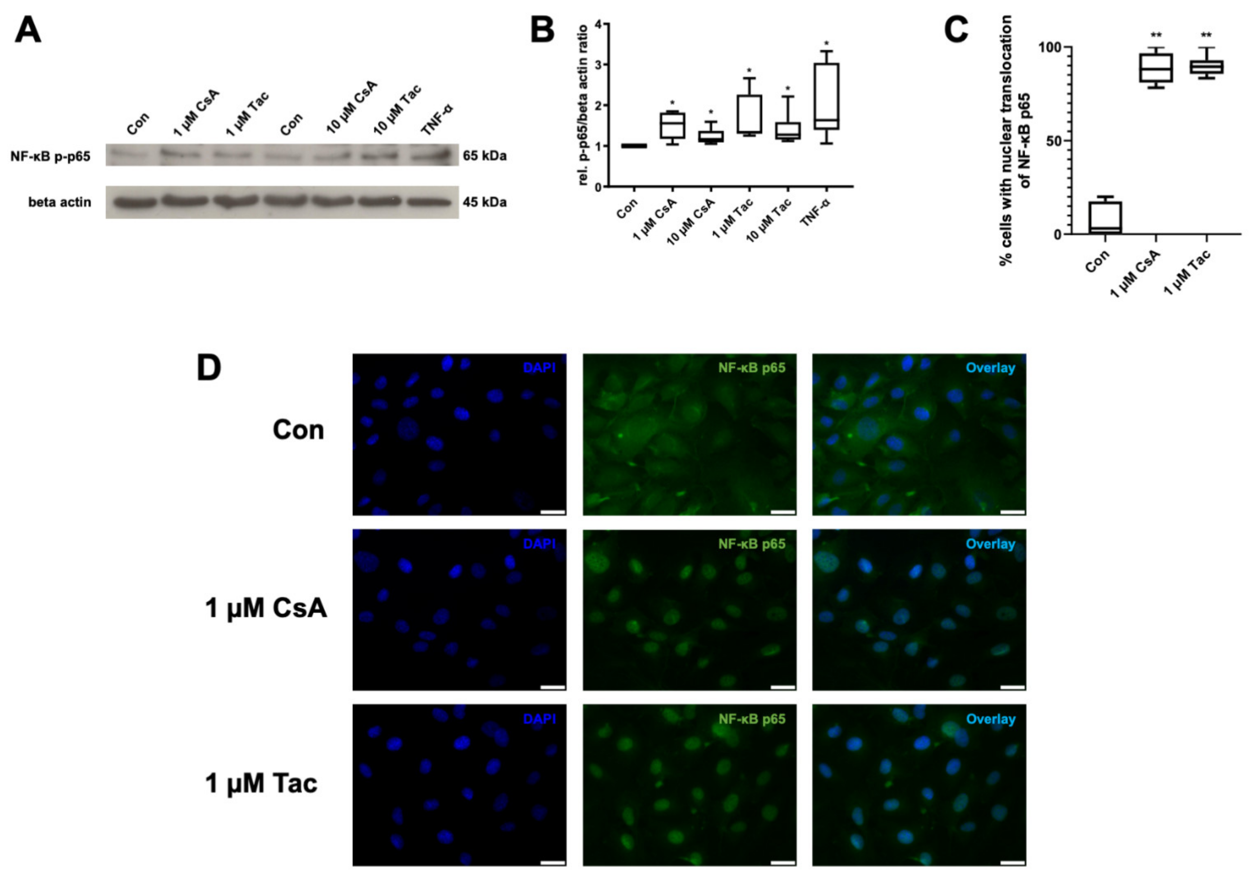 Ijms 22 09696 g005 Ijms 22 09696 g005