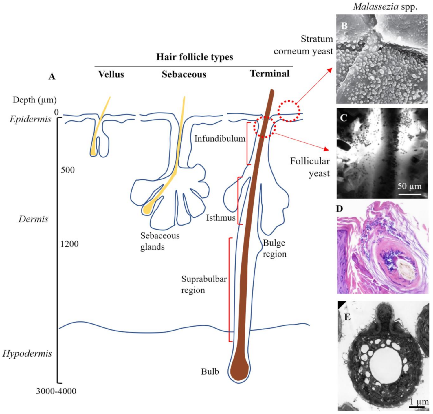 Ijms 22 09730 g004 Ijms 22 09730 g004
