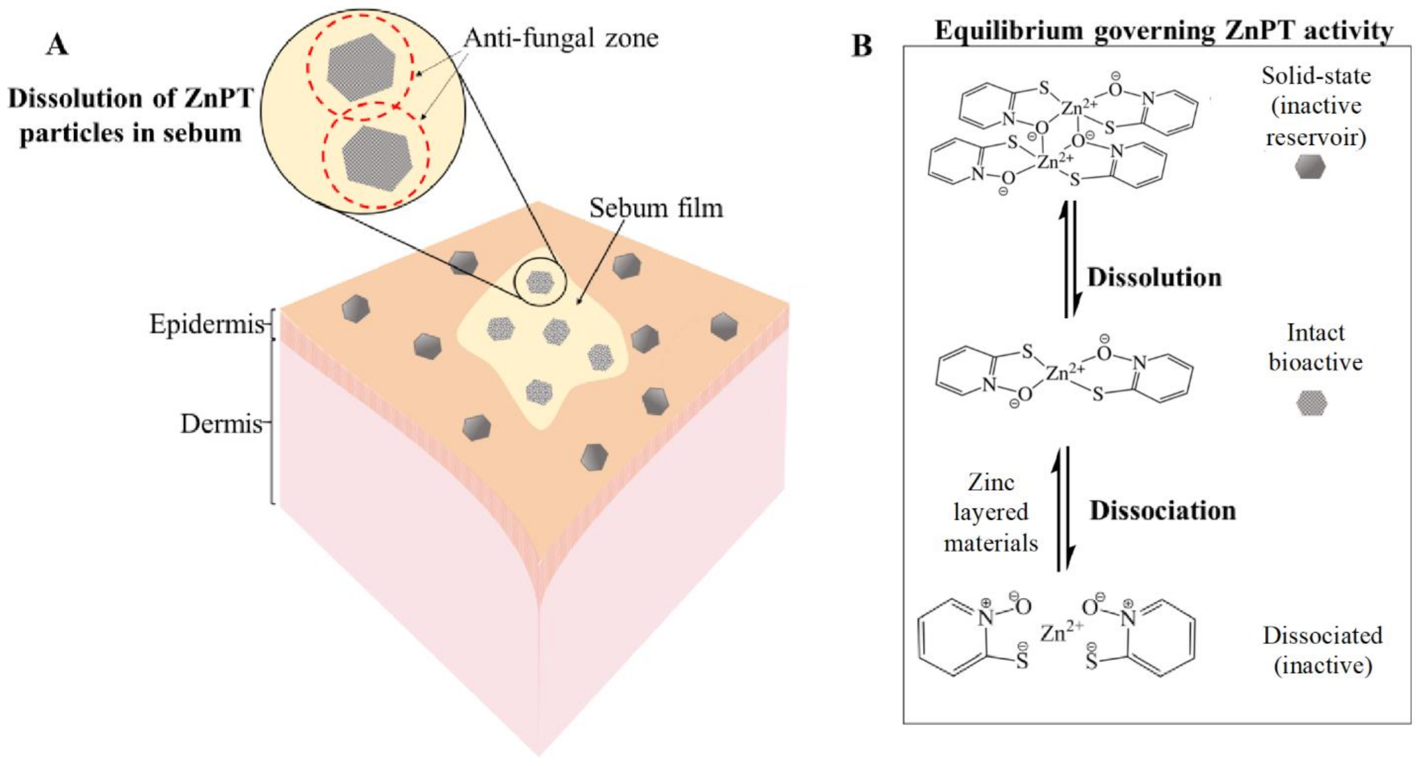 Ijms 22 09730 g005 Ijms 22 09730 g005