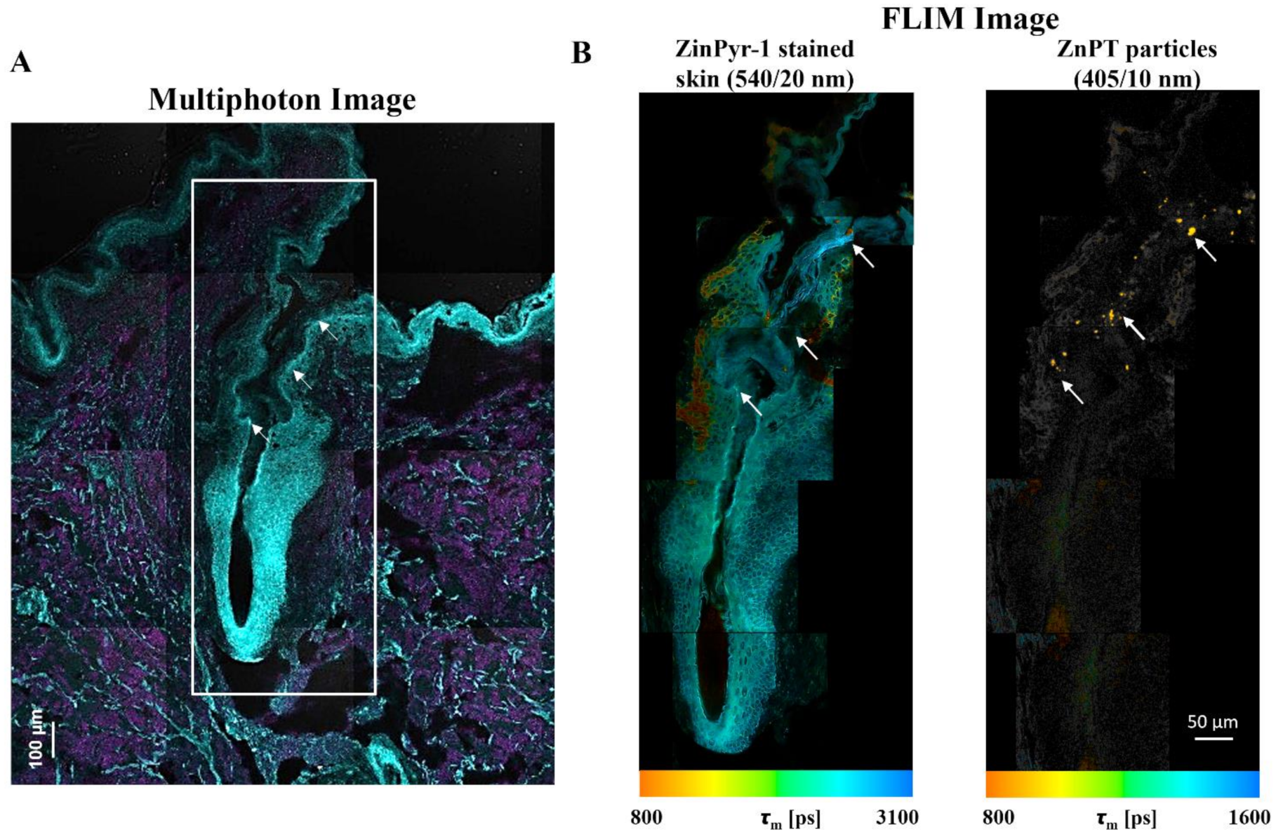 Ijms 22 09730 g008 Ijms 22 09730 g008