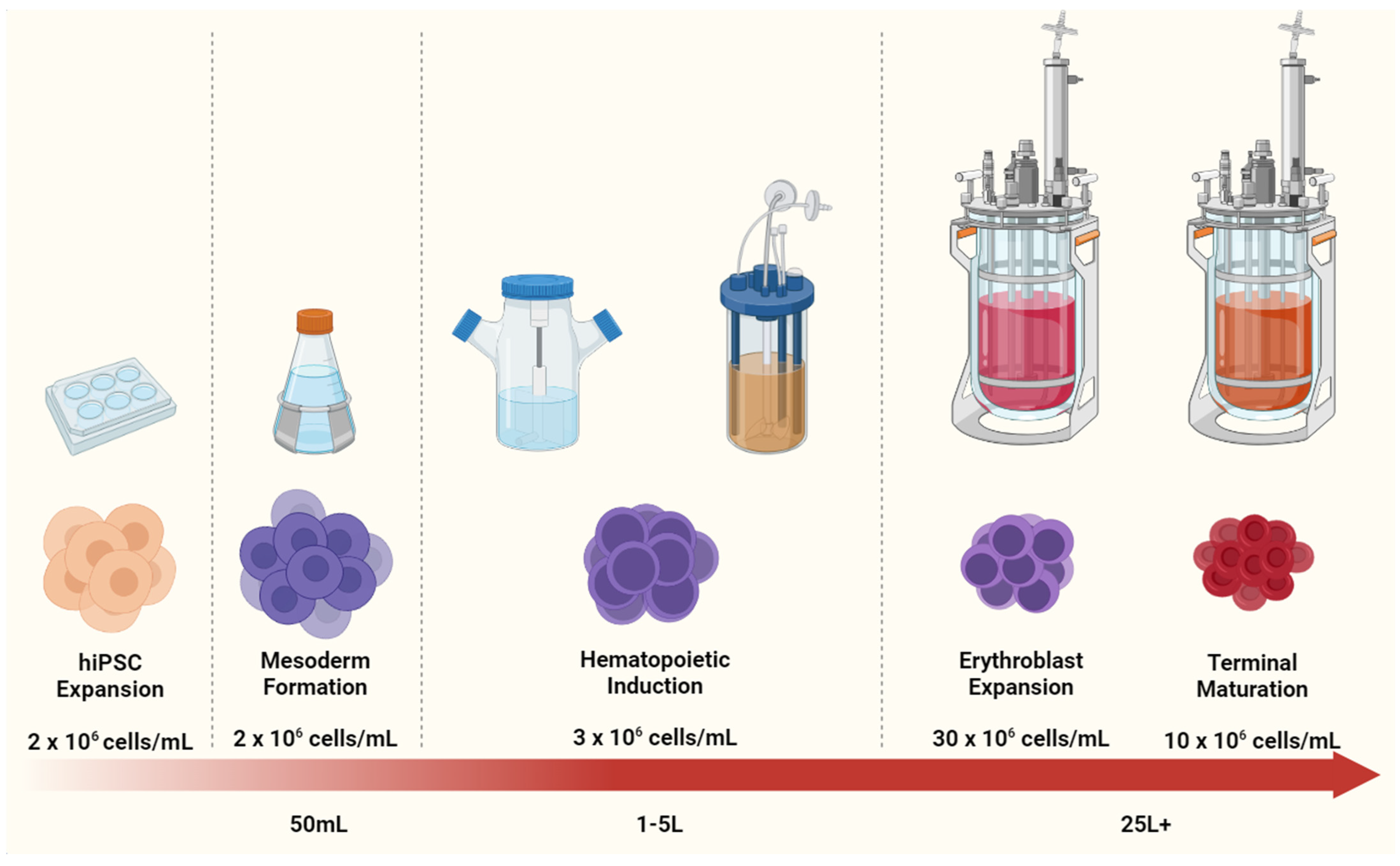Transfusable Rbcs Industrially Compatible Transfusable iPSC-Derived RBCs: Progress ...