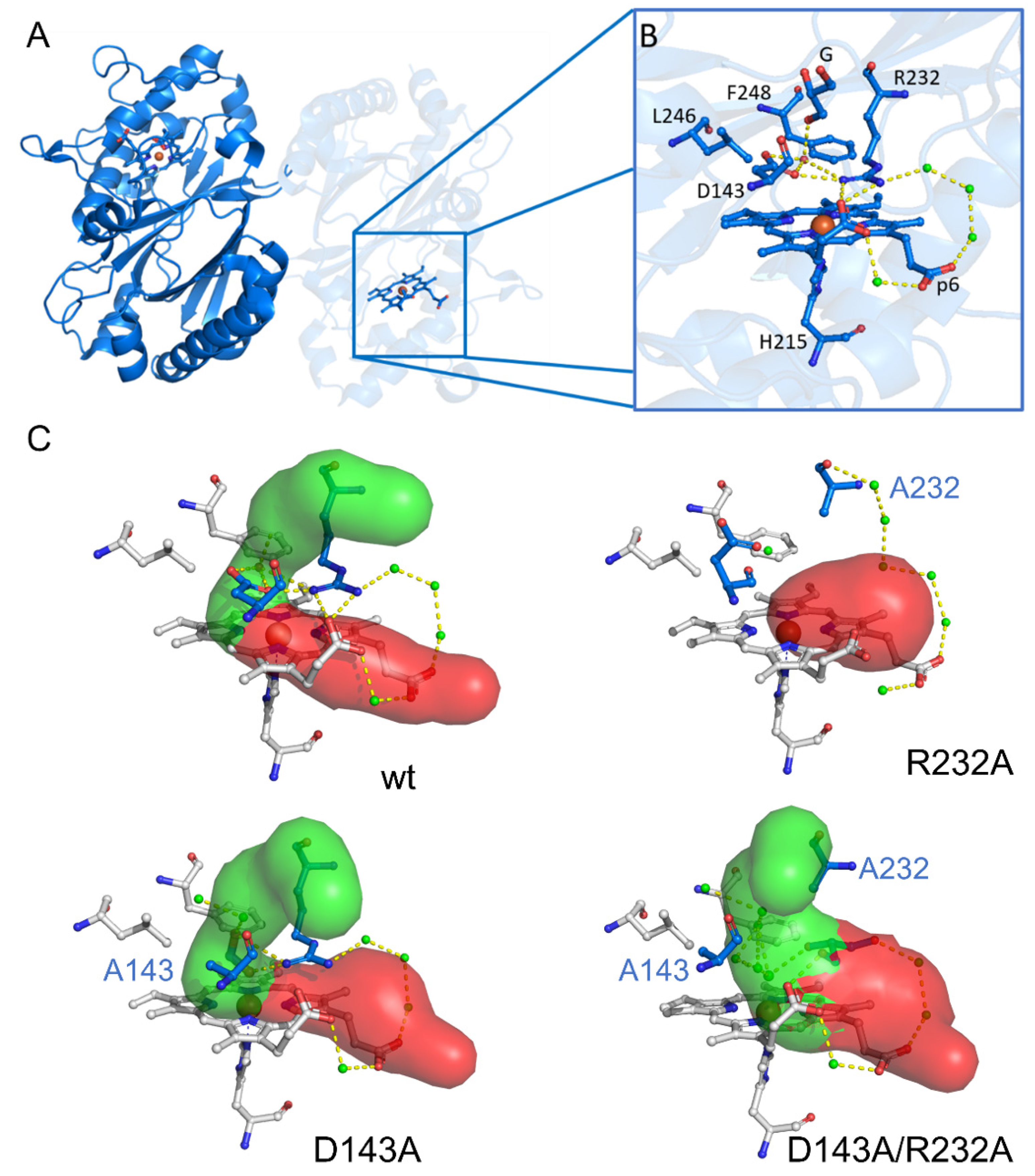 Ijms 22 09849 g001 Ijms 22 09849 g001