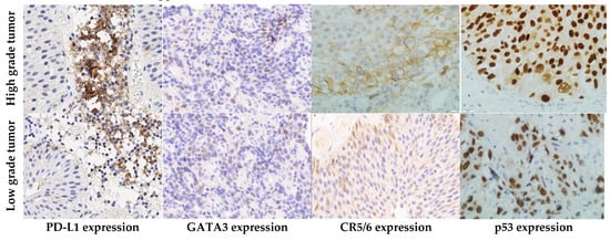 Ijms 22 09856 g0a1 550