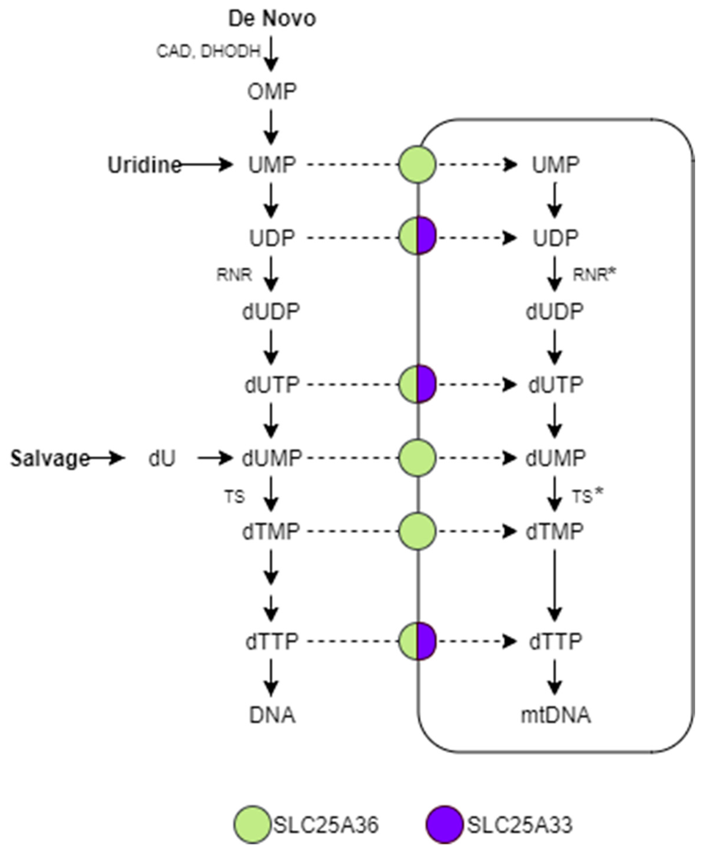 Ijms 22 09929 sch001 Ijms 22 09929 sch001