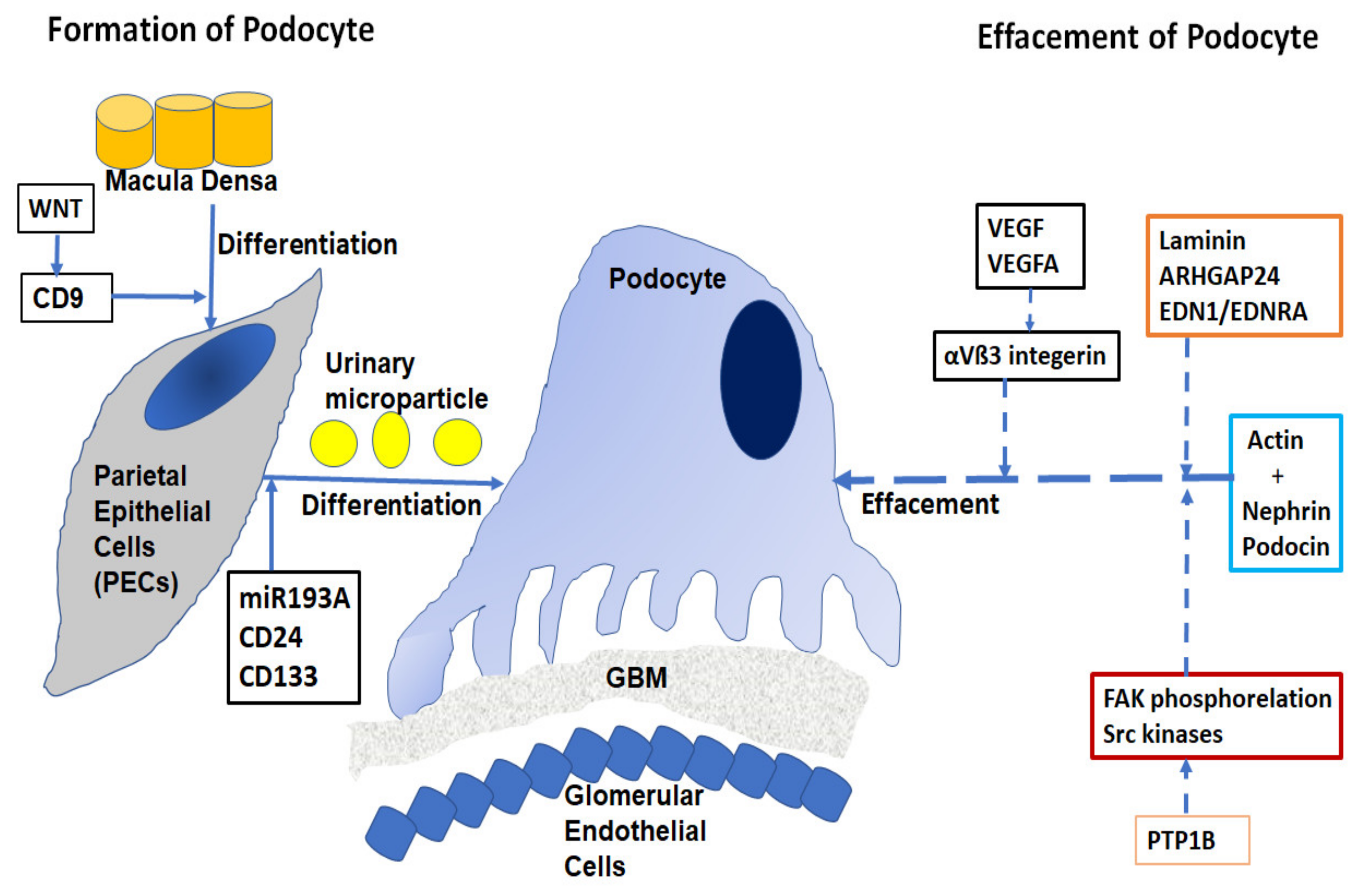 Ijms 22 09985 g001 Ijms 22 09985 g001