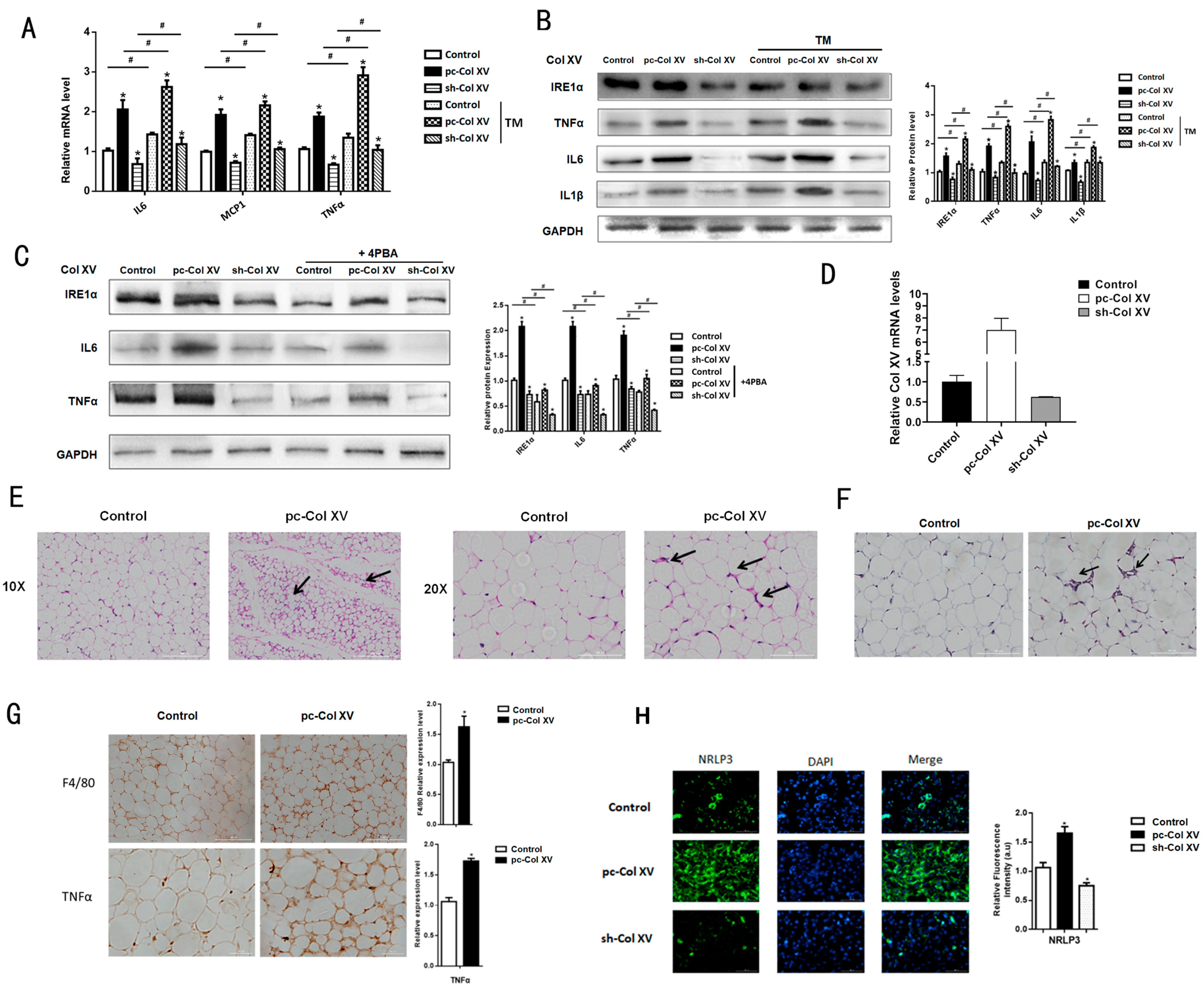 Ijms 22 09997 g002 Ijms 22 09997 g002